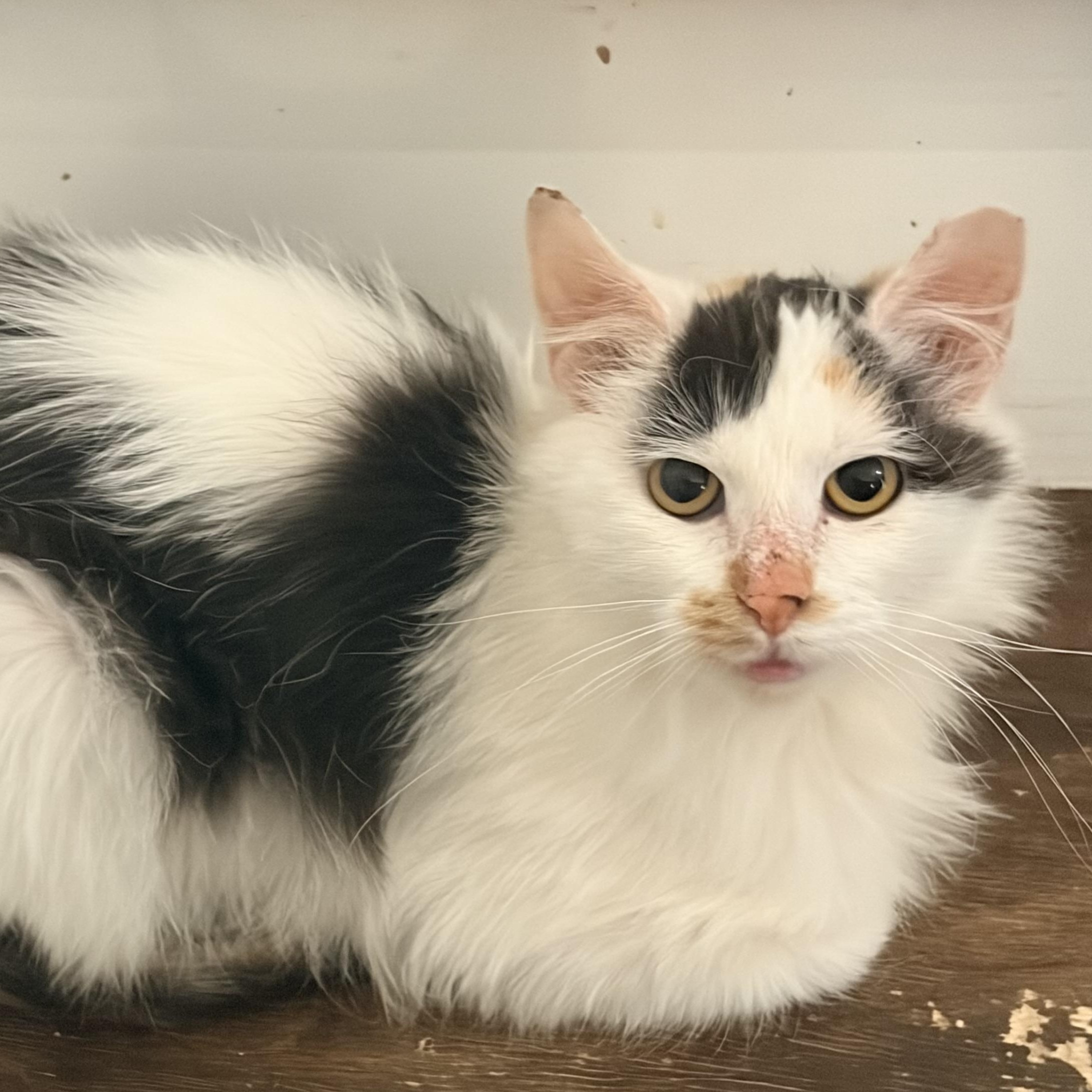 Nova, a ADOPTABLE Domestic Medium Hair in Price, UT image 3/4