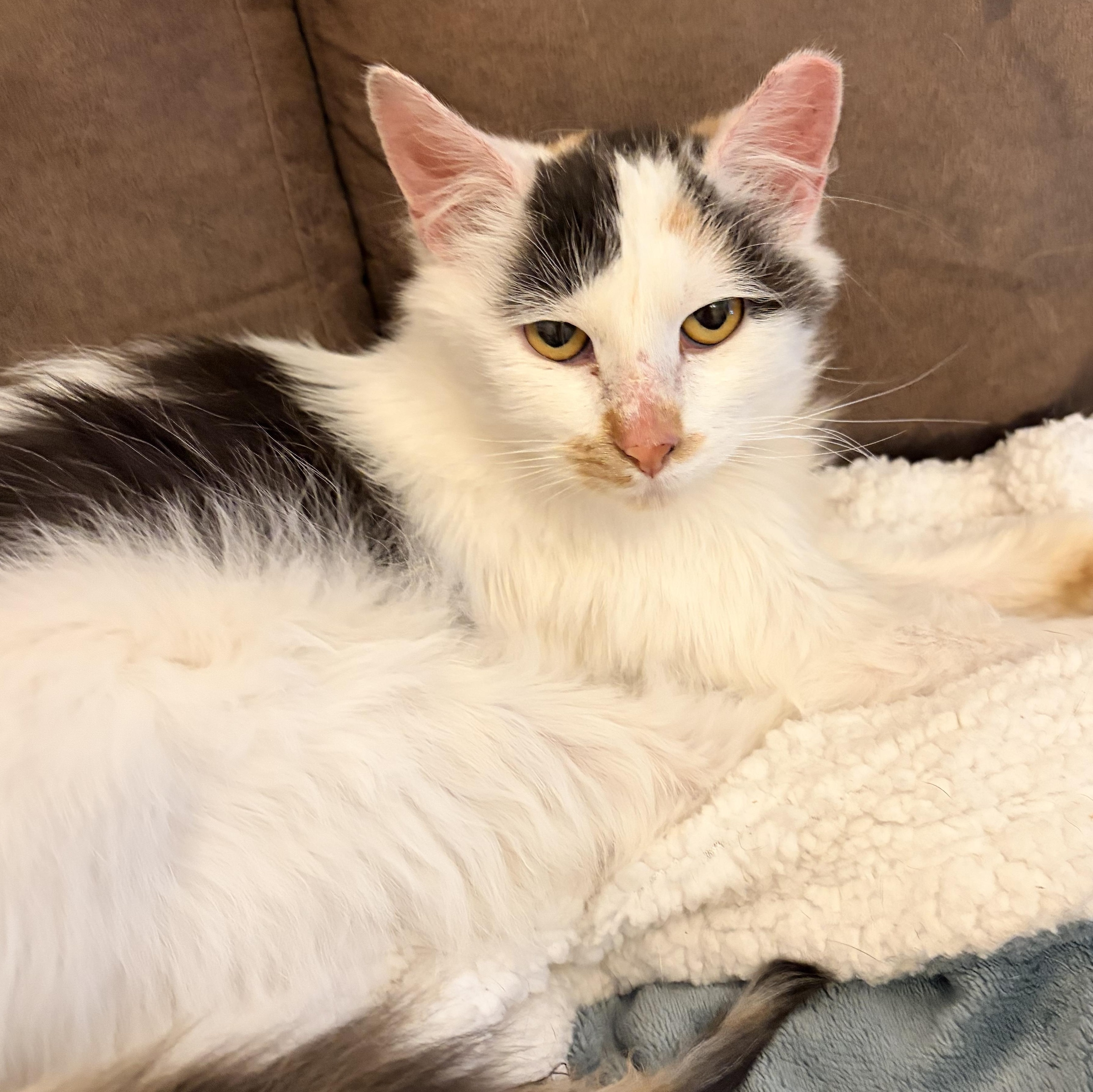 Nova, ADOPTABLE, Adult Female Domestic Medium Hair.