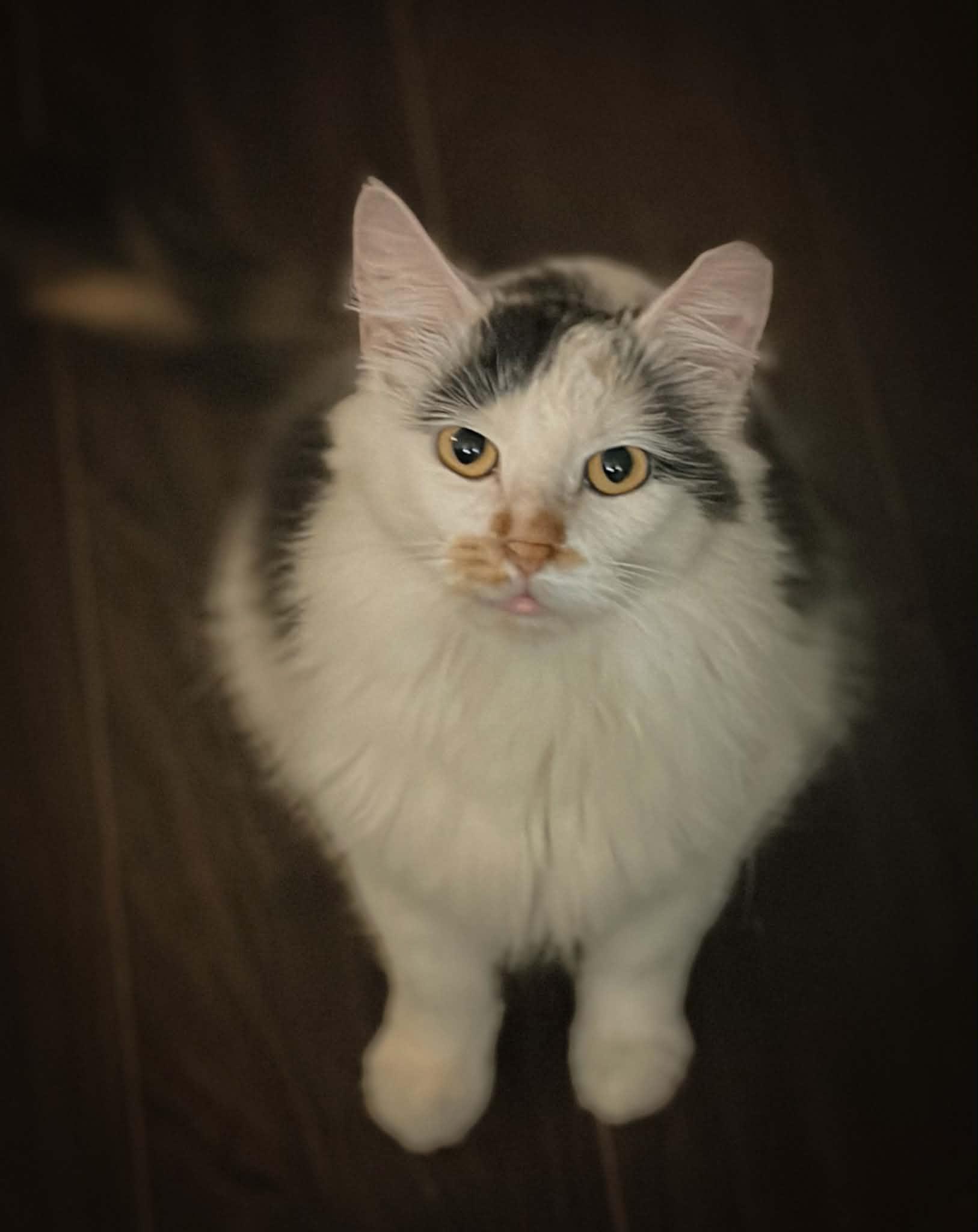 Enlarge Nova, a ADOPTABLE Domestic Medium Hair in Price, UT image 6/6