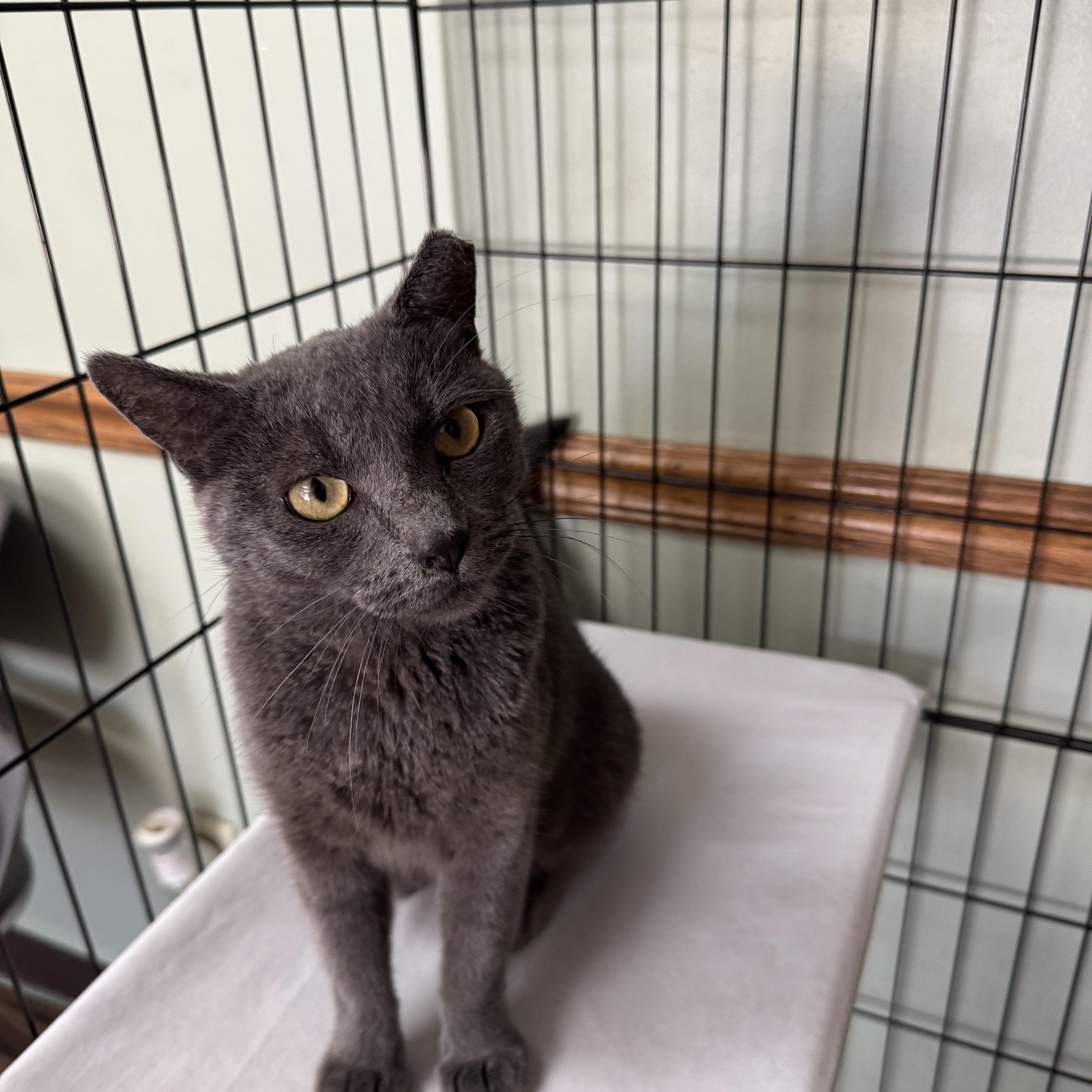 Enlarge Platinum, a ADOPTABLE mixed breed in Valley Center, KS image 4/6