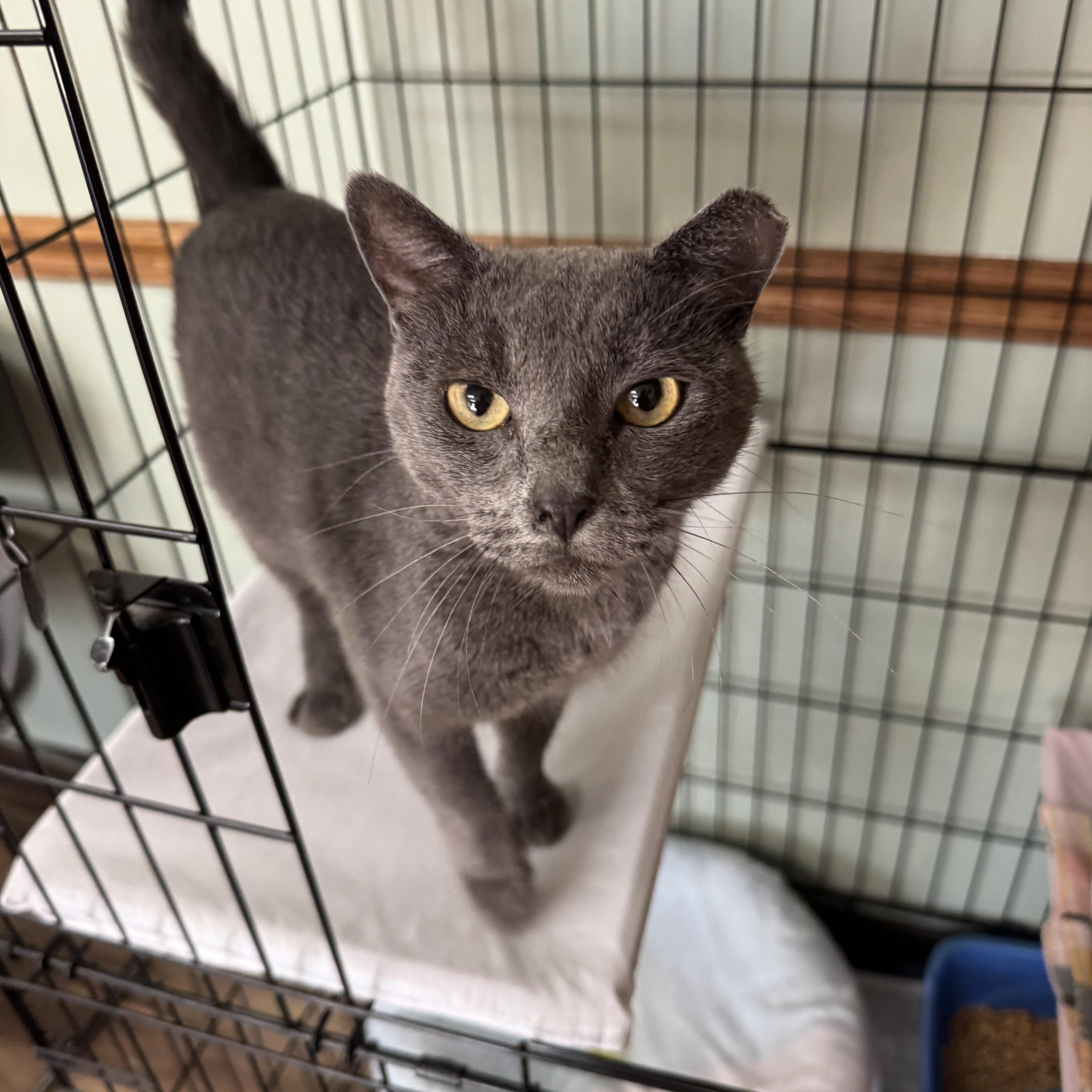 Enlarge Platinum, a ADOPTABLE mixed breed in Valley Center, KS image 2/6