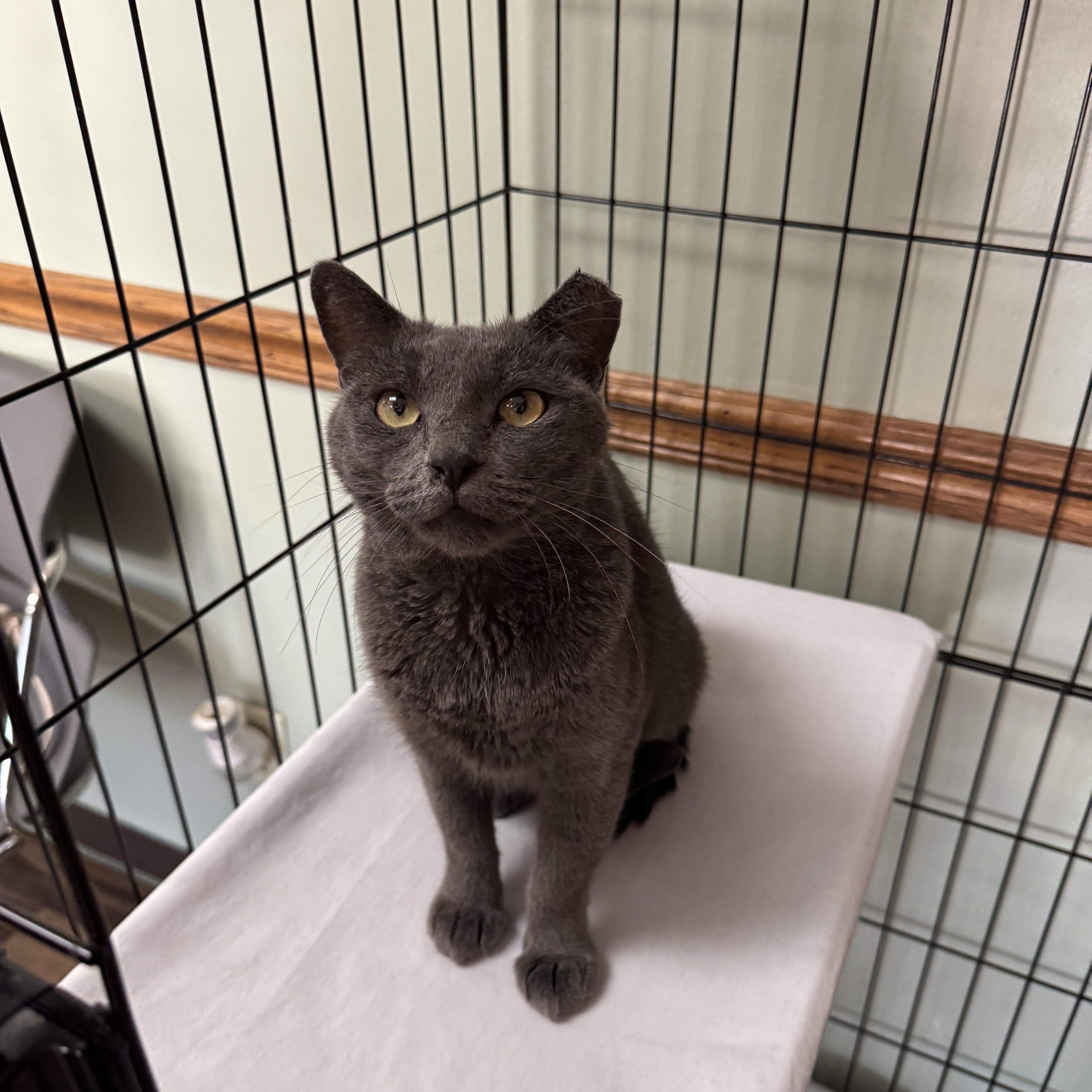 Platinum, ADOPTABLE, Young Female Domestic Short Hair.