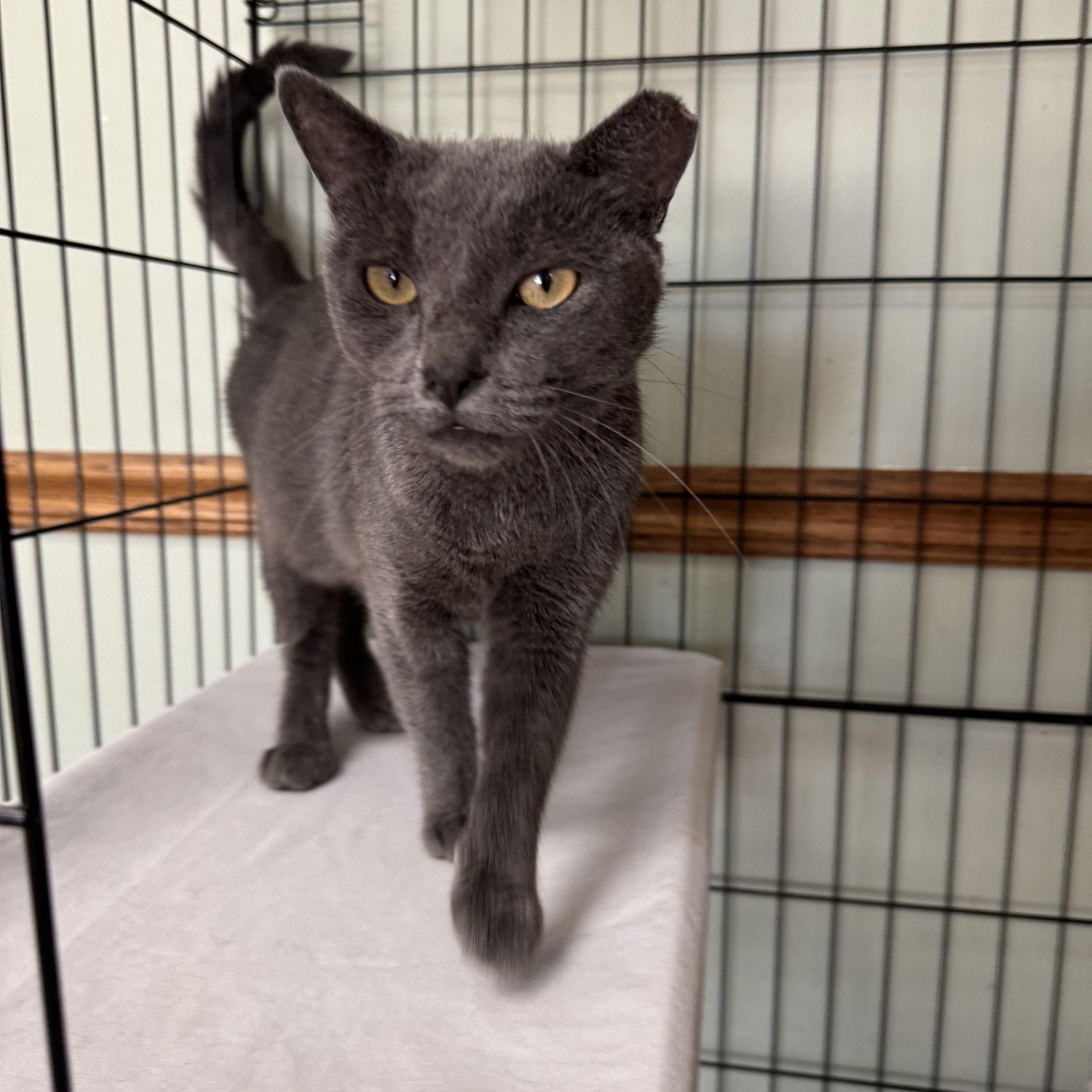 Enlarge Platinum, a ADOPTABLE mixed breed in Valley Center, KS image 6/6