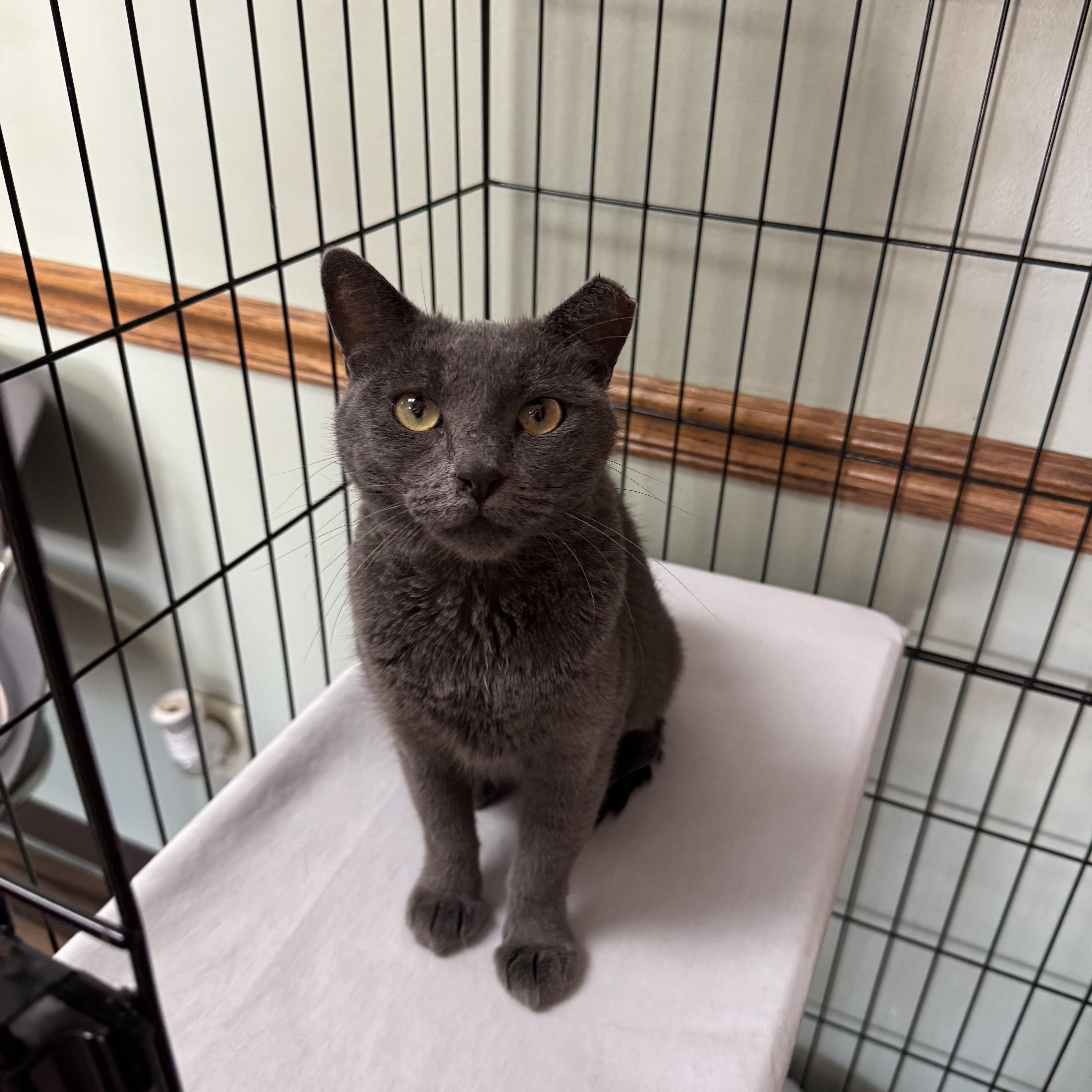 Enlarge Platinum, a ADOPTABLE mixed breed in Valley Center, KS image 3/6