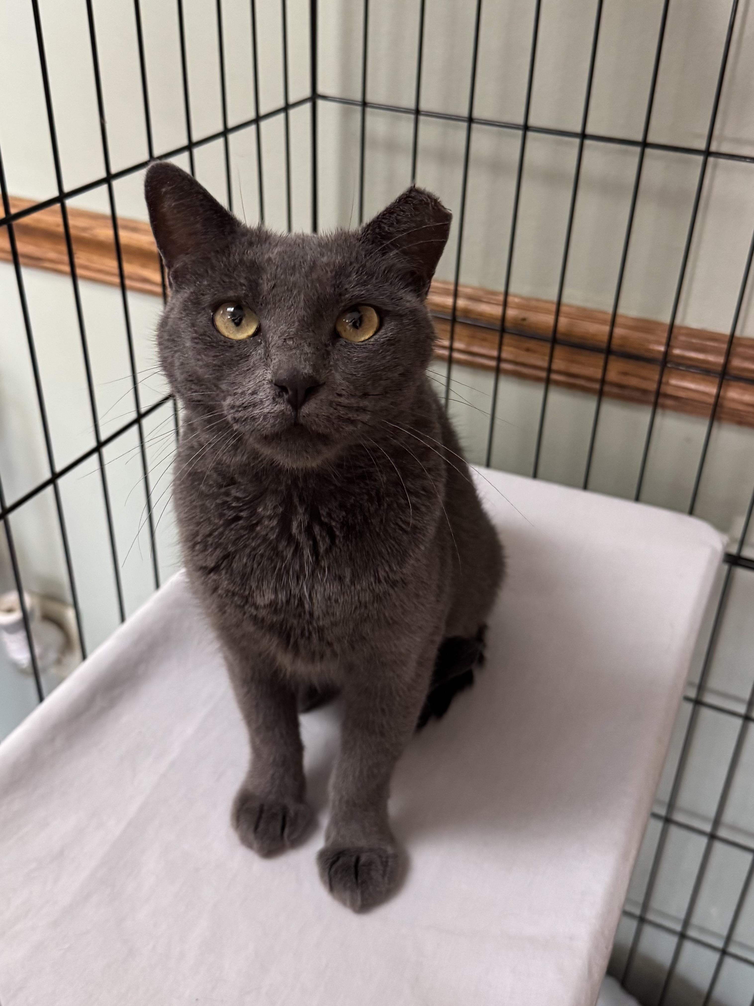 Enlarge Platinum, a ADOPTABLE mixed breed in Valley Center, KS image 5/6