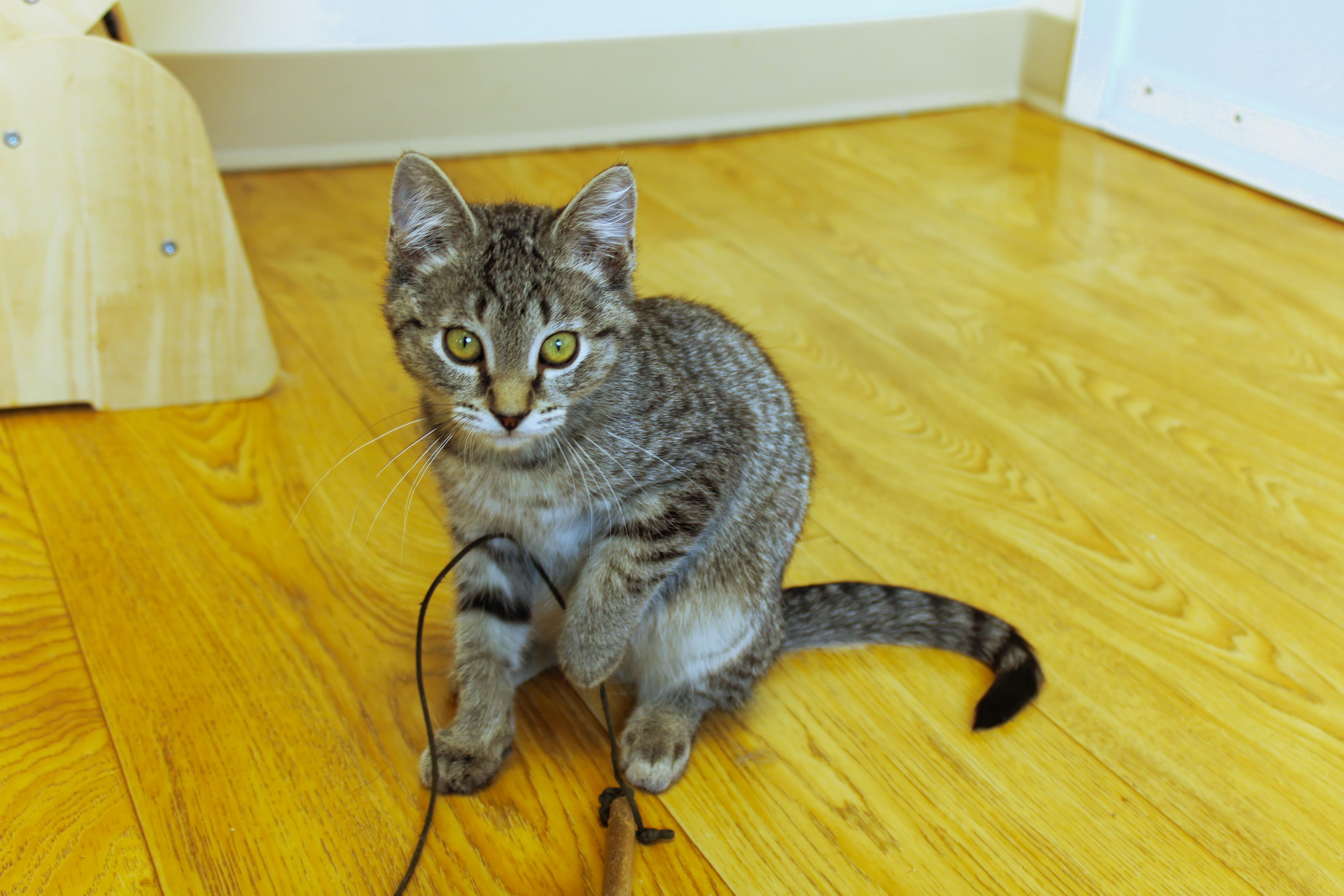 Enlarge Troy, a ADOPTABLE Domestic Short Hair in Urbana, OH image 3/6
