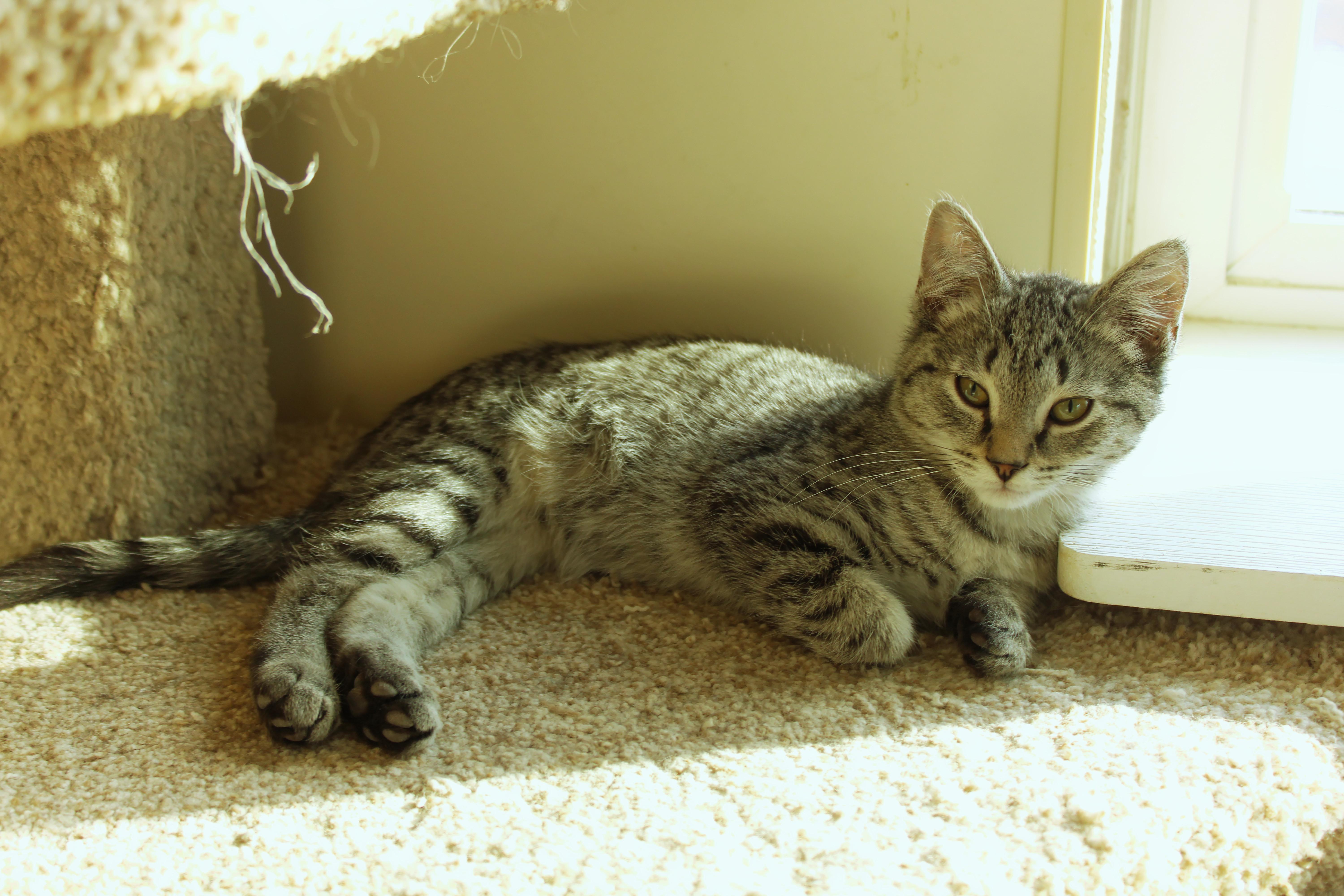 Enlarge Troy, a ADOPTABLE Domestic Short Hair in Urbana, OH image 4/6
