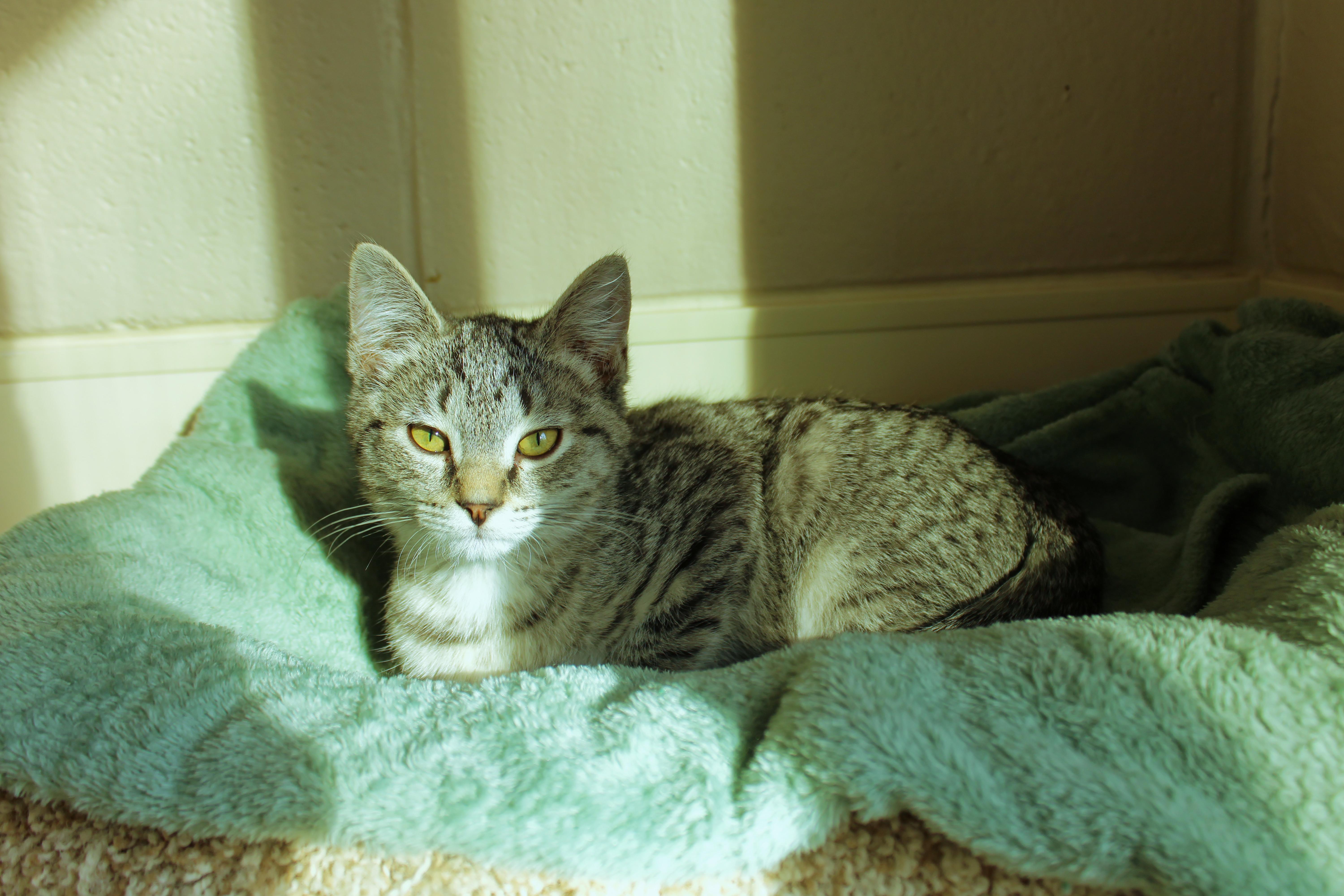 Enlarge Troy, a ADOPTABLE Domestic Short Hair in Urbana, OH image 2/6