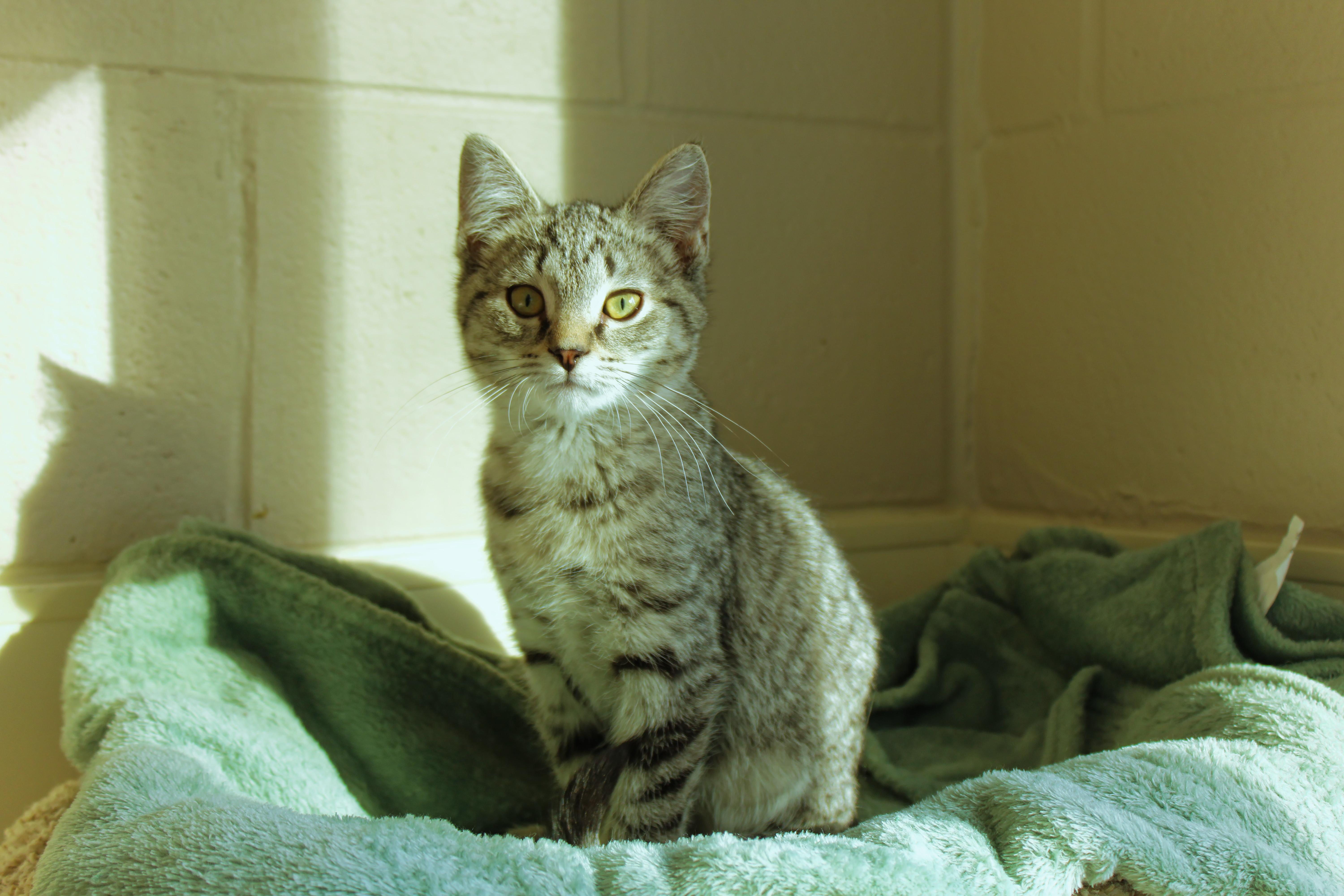 Enlarge Troy, a ADOPTABLE Domestic Short Hair in Urbana, OH image 5/6