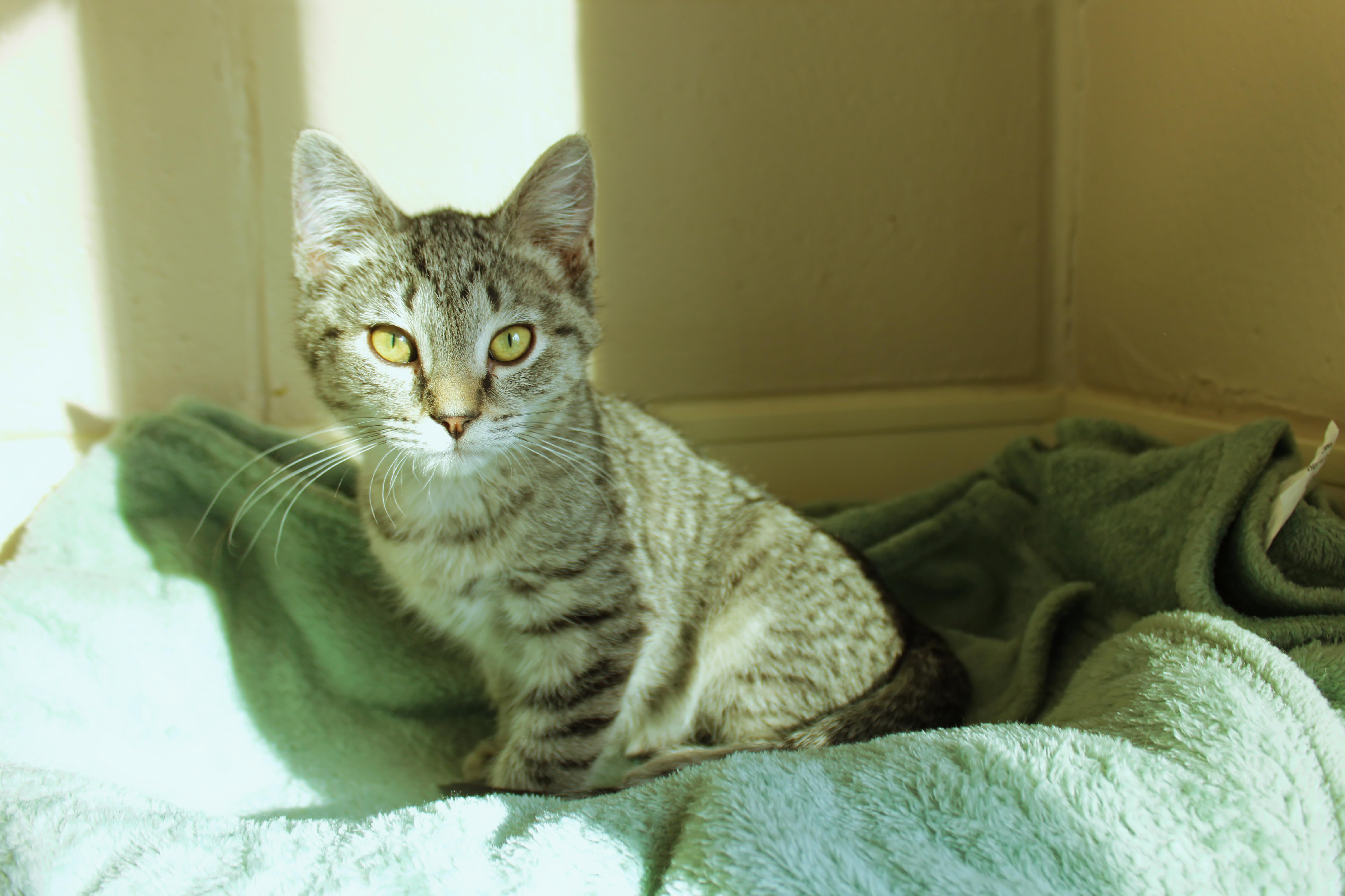 Enlarge Troy, a ADOPTABLE Domestic Short Hair in Urbana, OH image 6/6