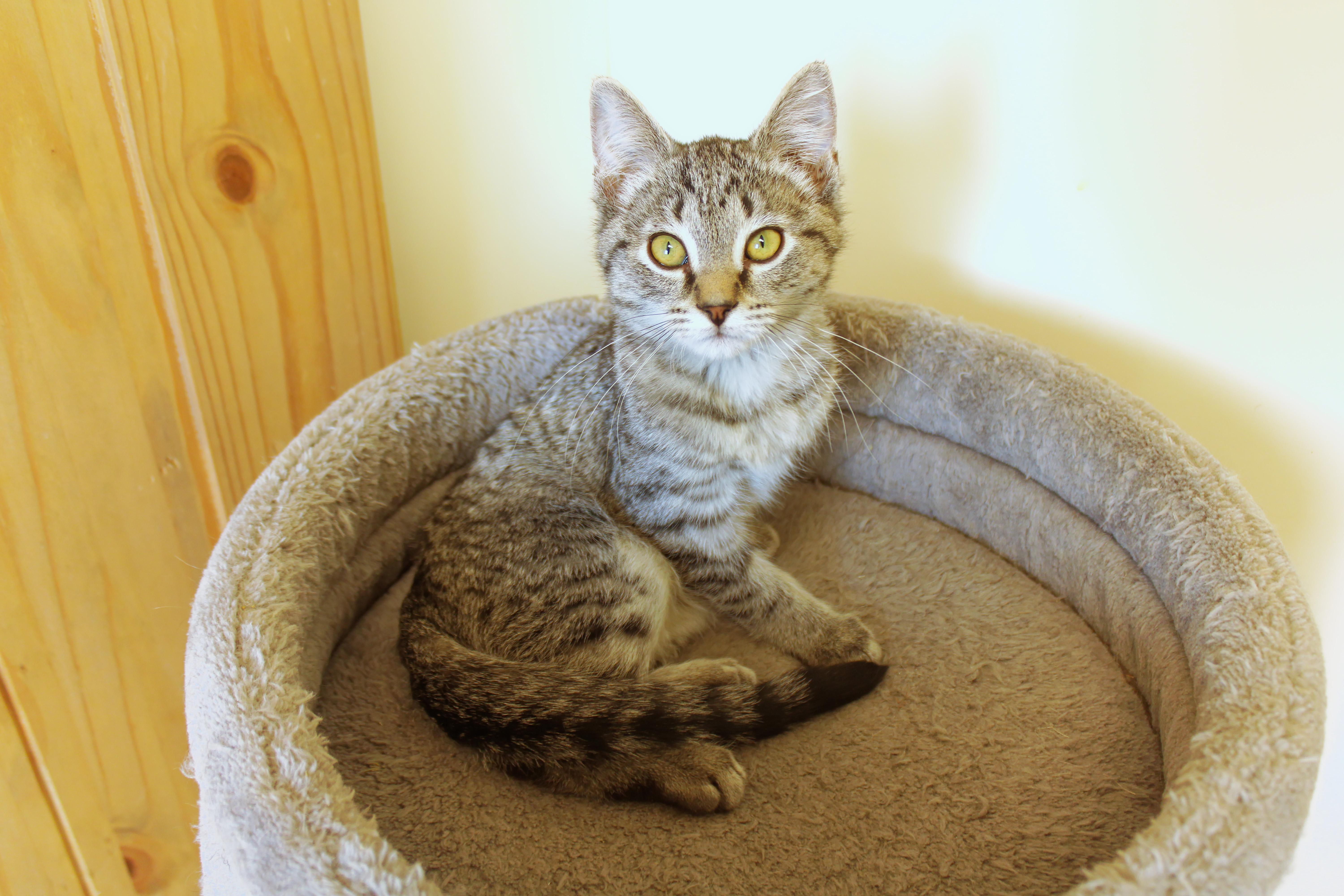 Troy, adopted, Kitten Male Domestic Short Hair.