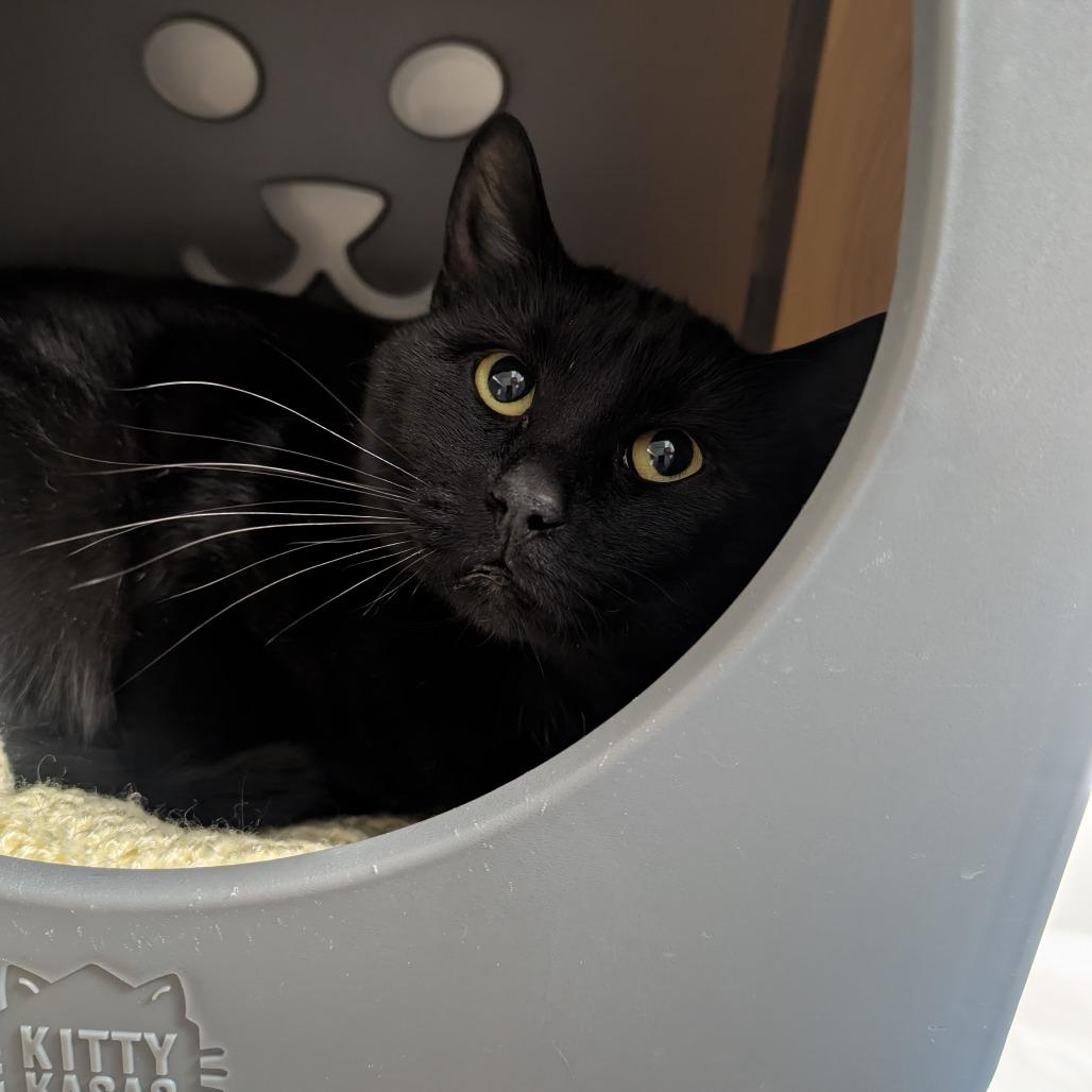 Enlarge Prancer, a Adoptable Domestic Short Hair in Watertown, NY image 1/1