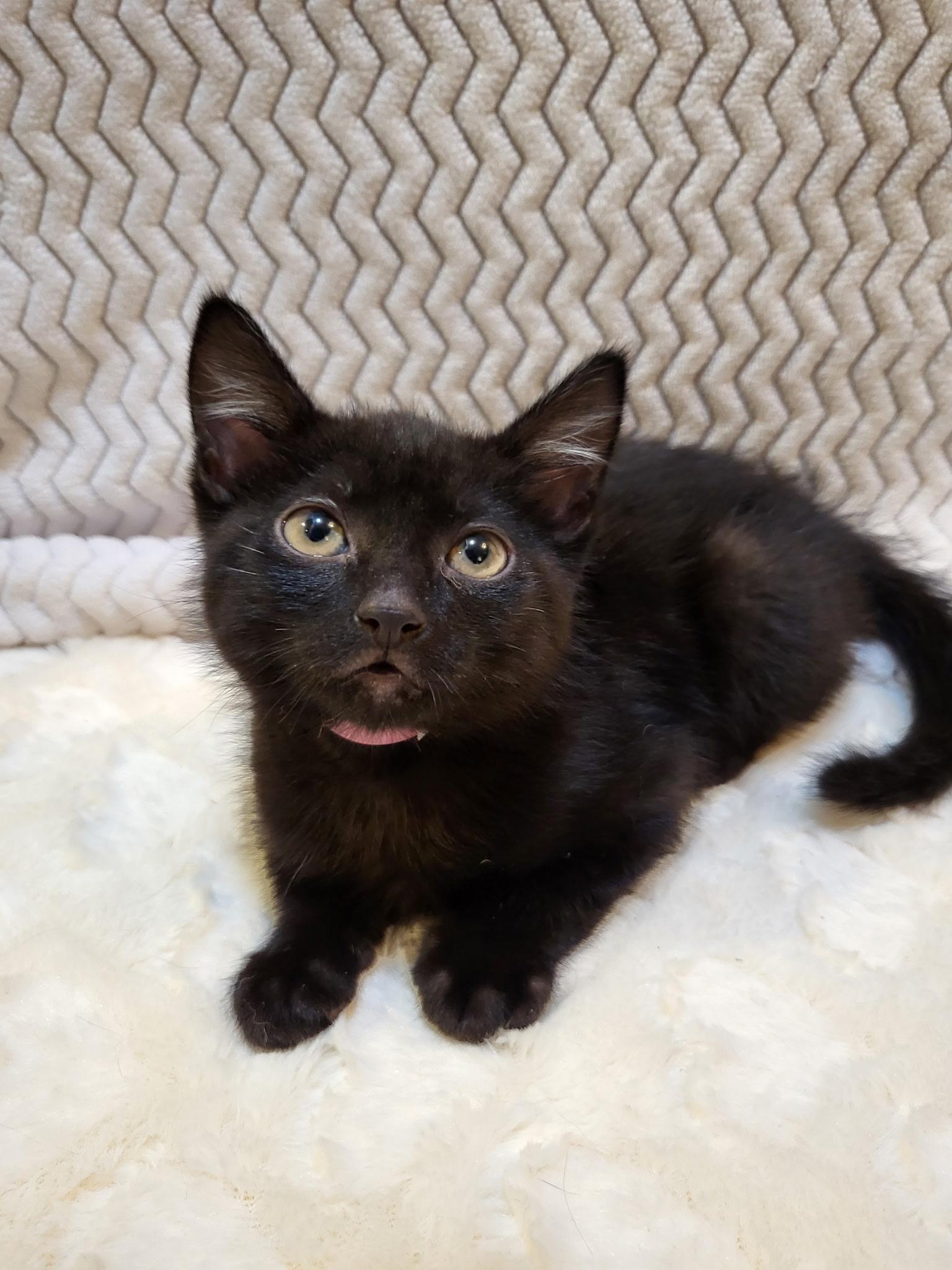 Saltine, a ADOPTABLE mixed breed in Long Beach, CA image 1/2