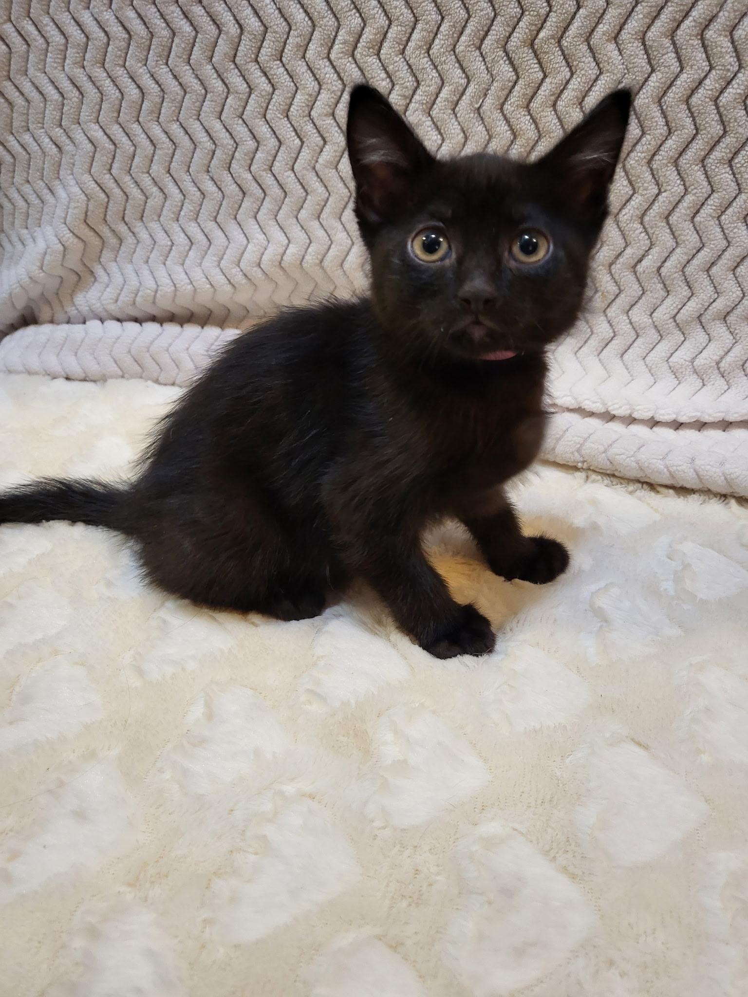 Saltine, a ADOPTABLE mixed breed in Long Beach, CA image 2/2