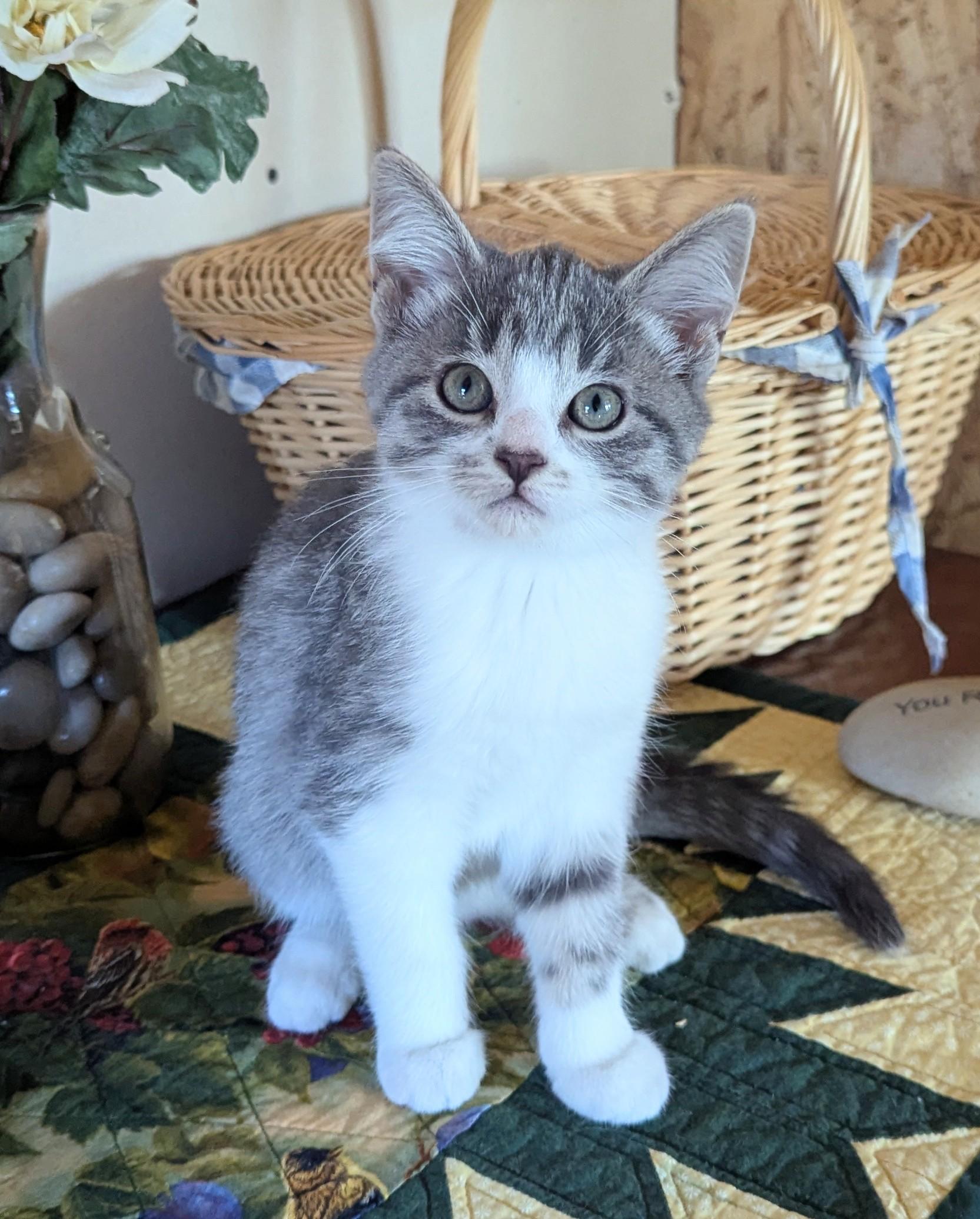 Arlo, an adoptable Domestic Short Hair in Little Falls, MN image 3/4