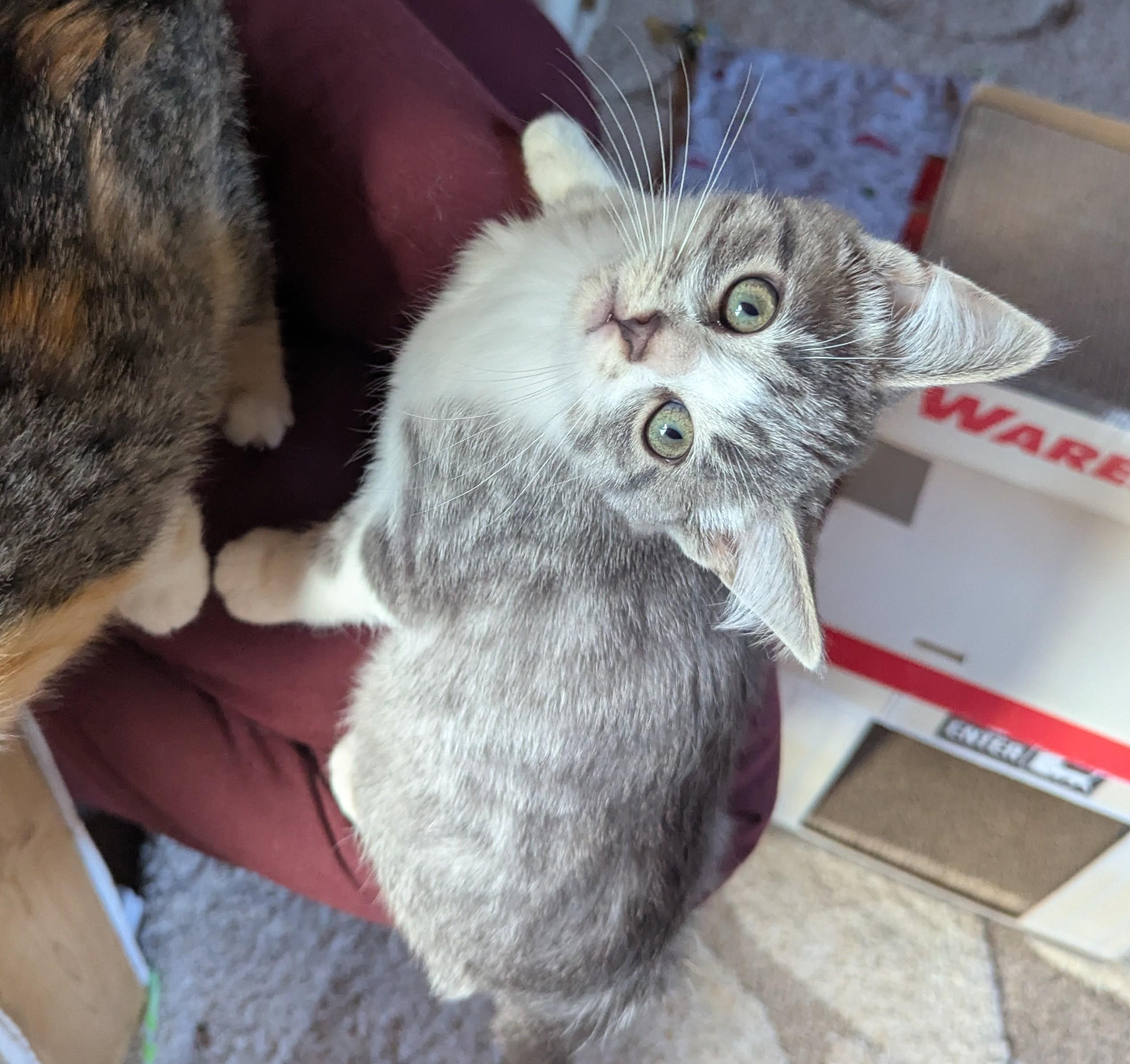 Arlo, an adoptable Domestic Short Hair in Little Falls, MN image 4/4