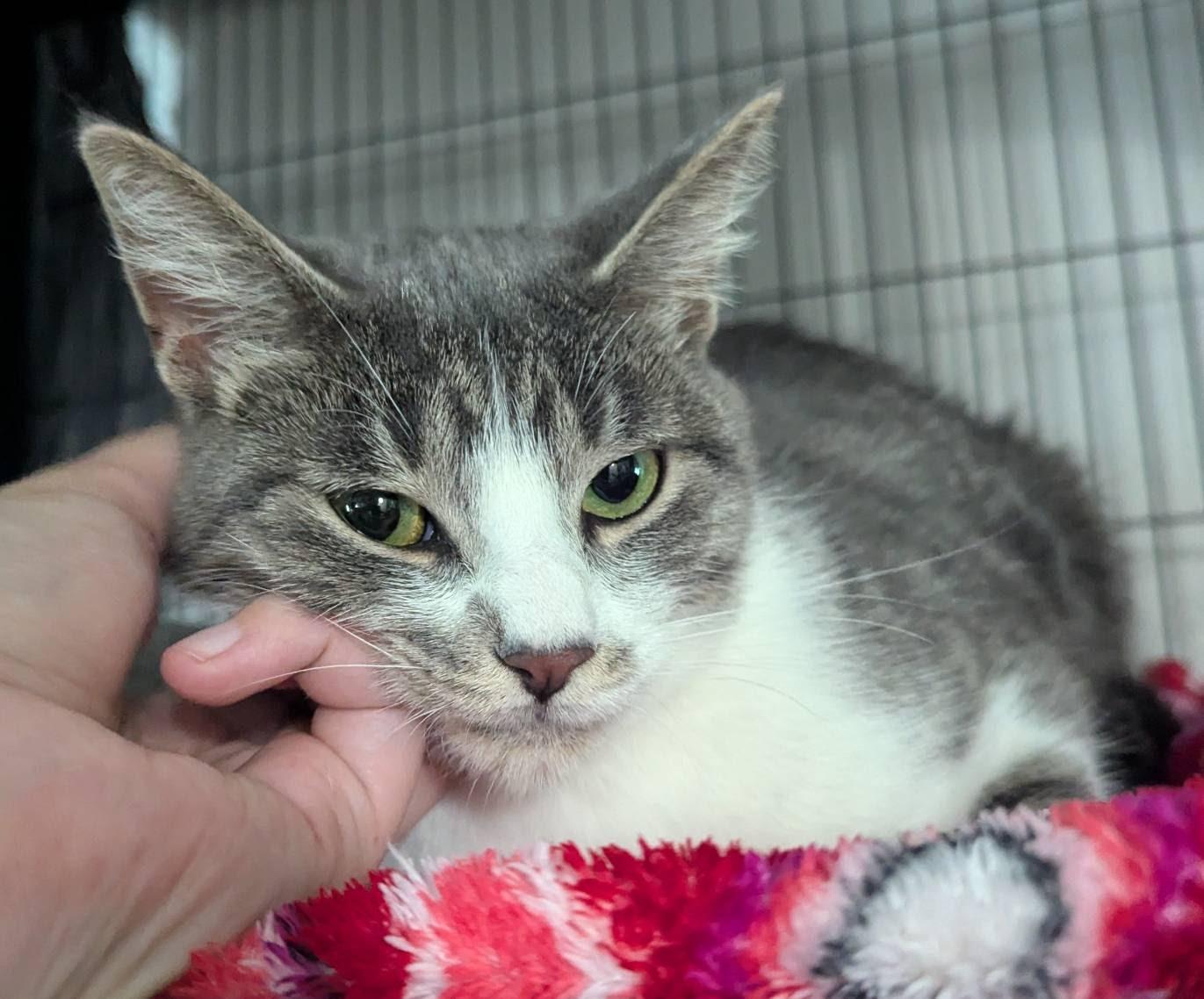 Arlo, an adoptable Domestic Short Hair in Little Falls, MN image 2/4