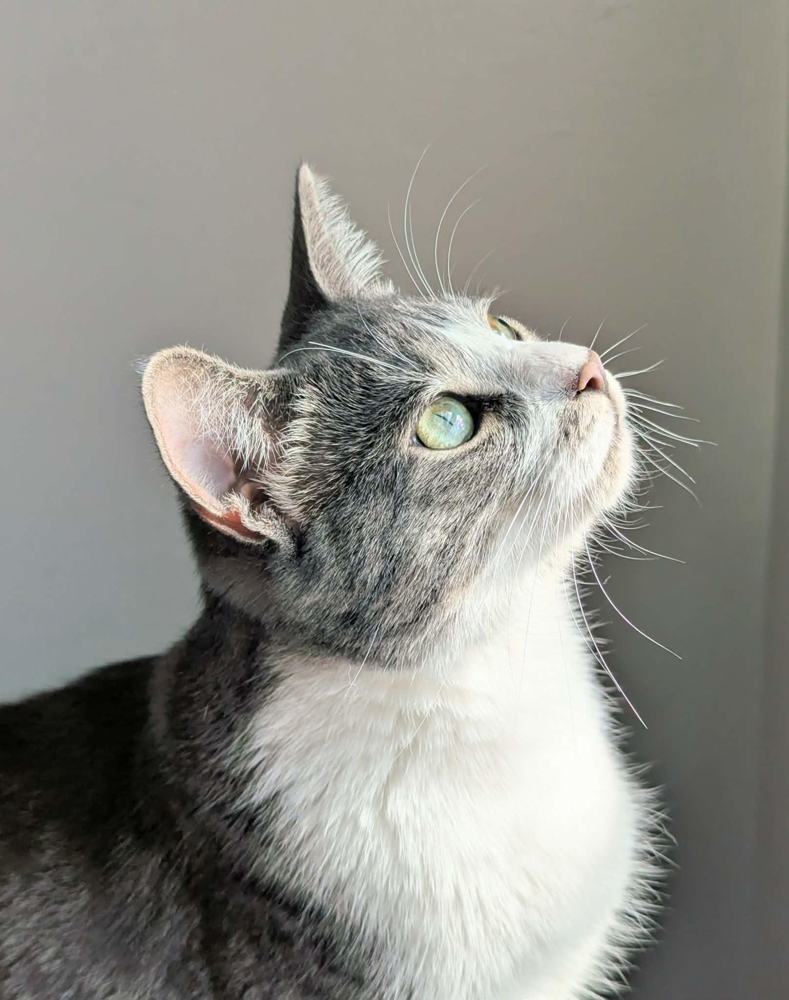 Arlo, adoptable, Young Male Domestic Short Hair.