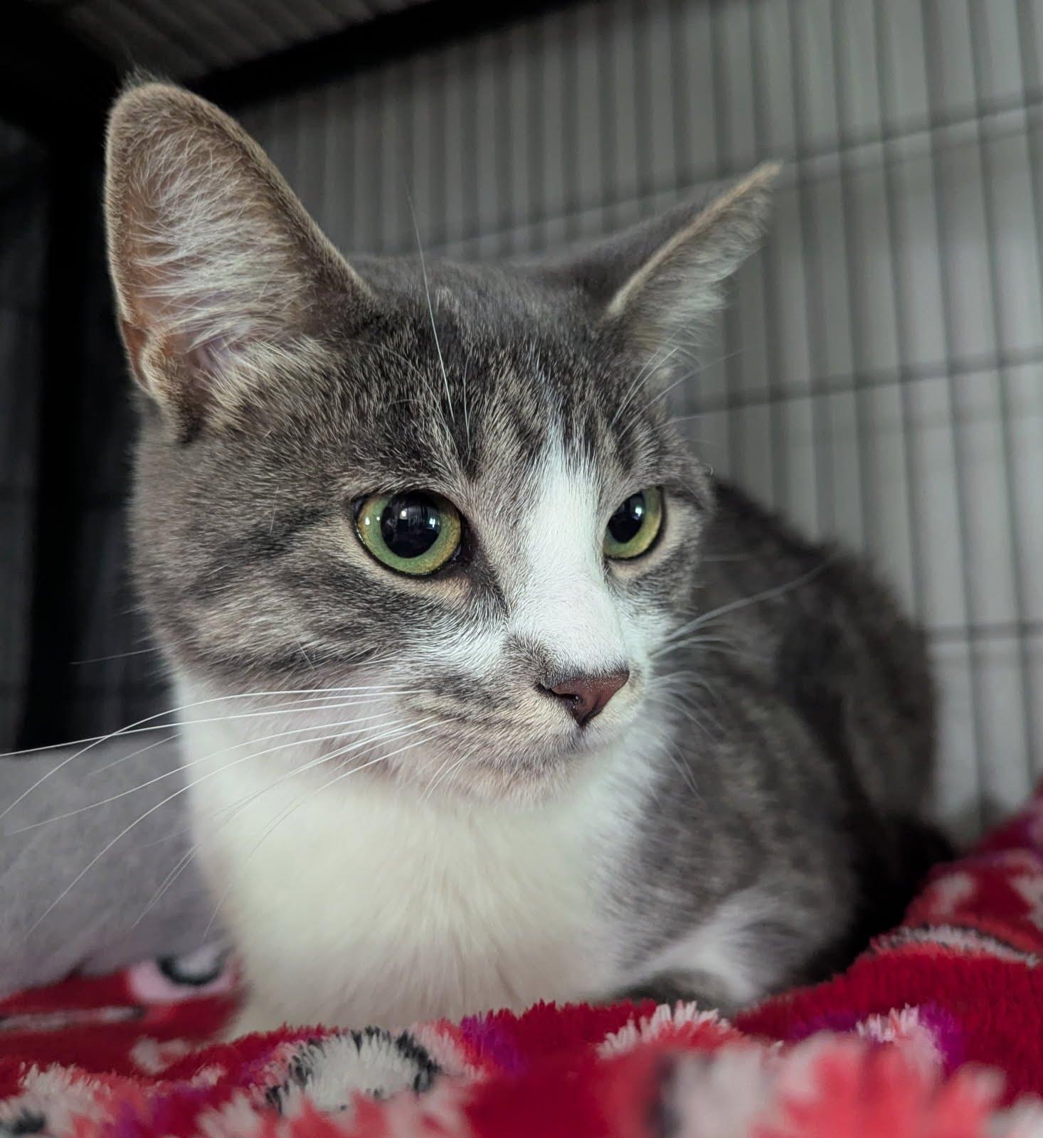 Arlo, adoptable, Young Male Domestic Short Hair.