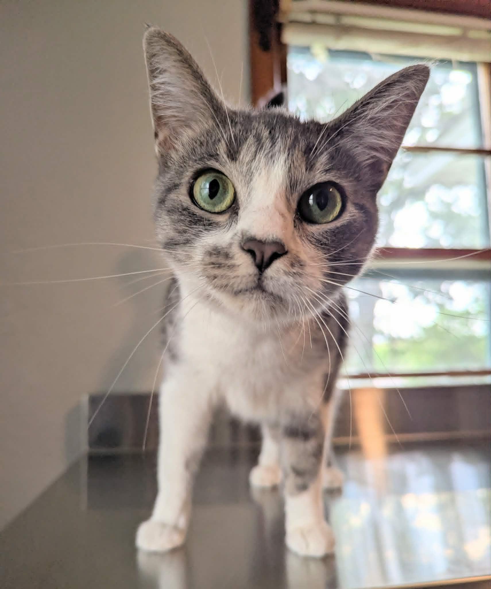 Arlo, an adoptable Domestic Short Hair in Little Falls, MN image 4/6