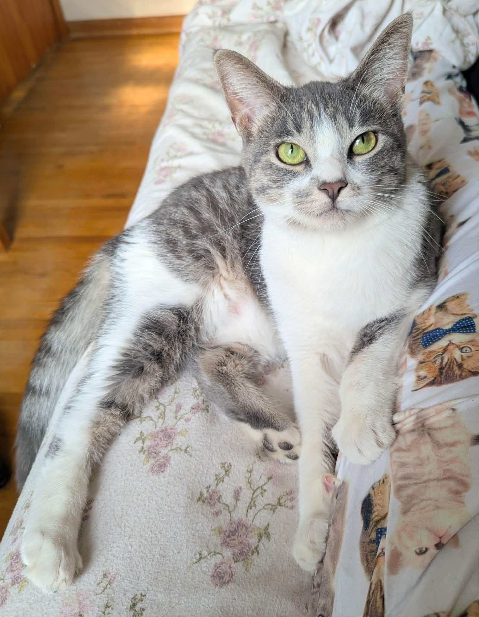 Arlo, an adoptable Domestic Short Hair in Little Falls, MN image 2/6
