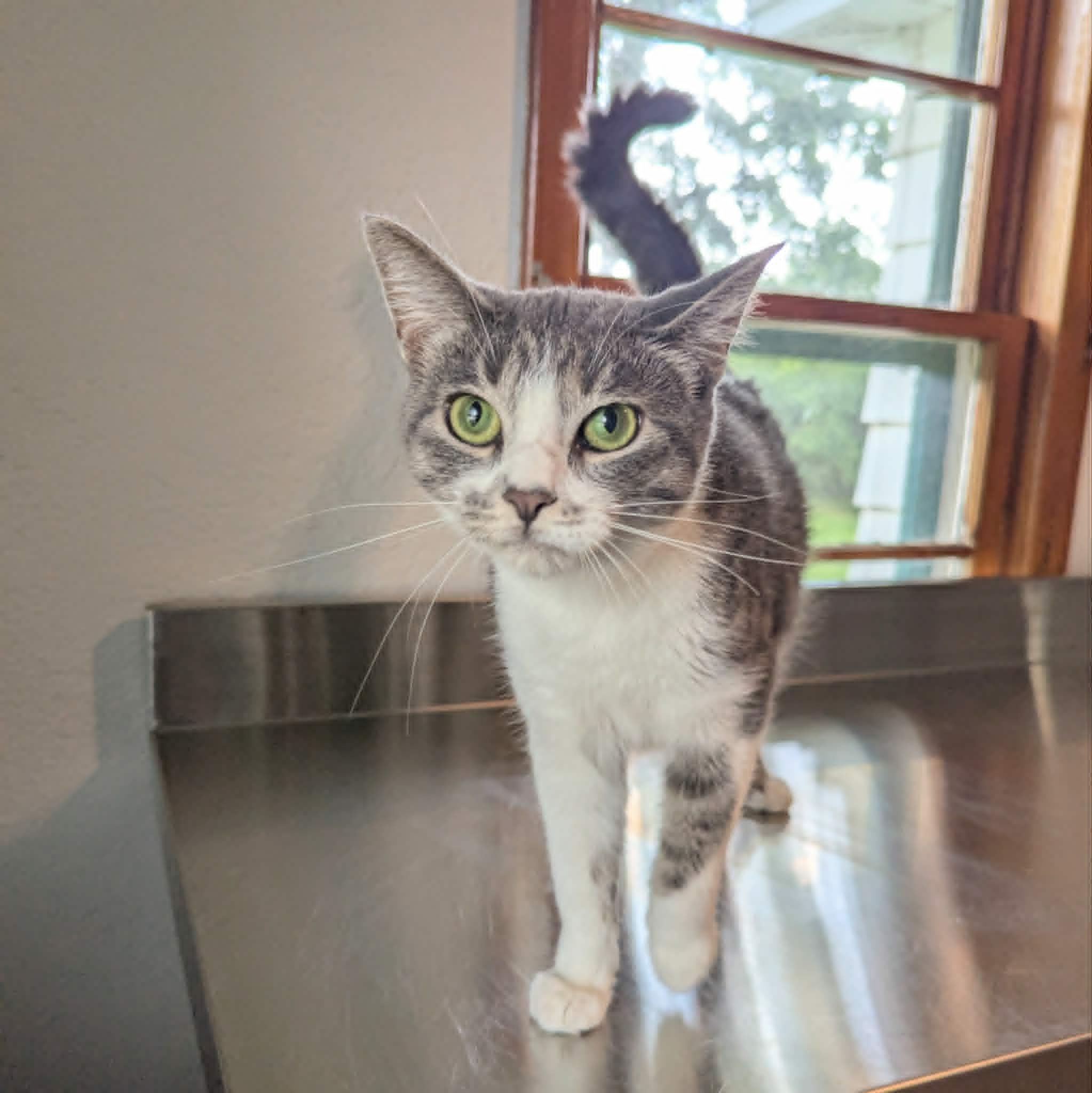 Arlo, an adoptable Domestic Short Hair in Little Falls, MN image 5/6