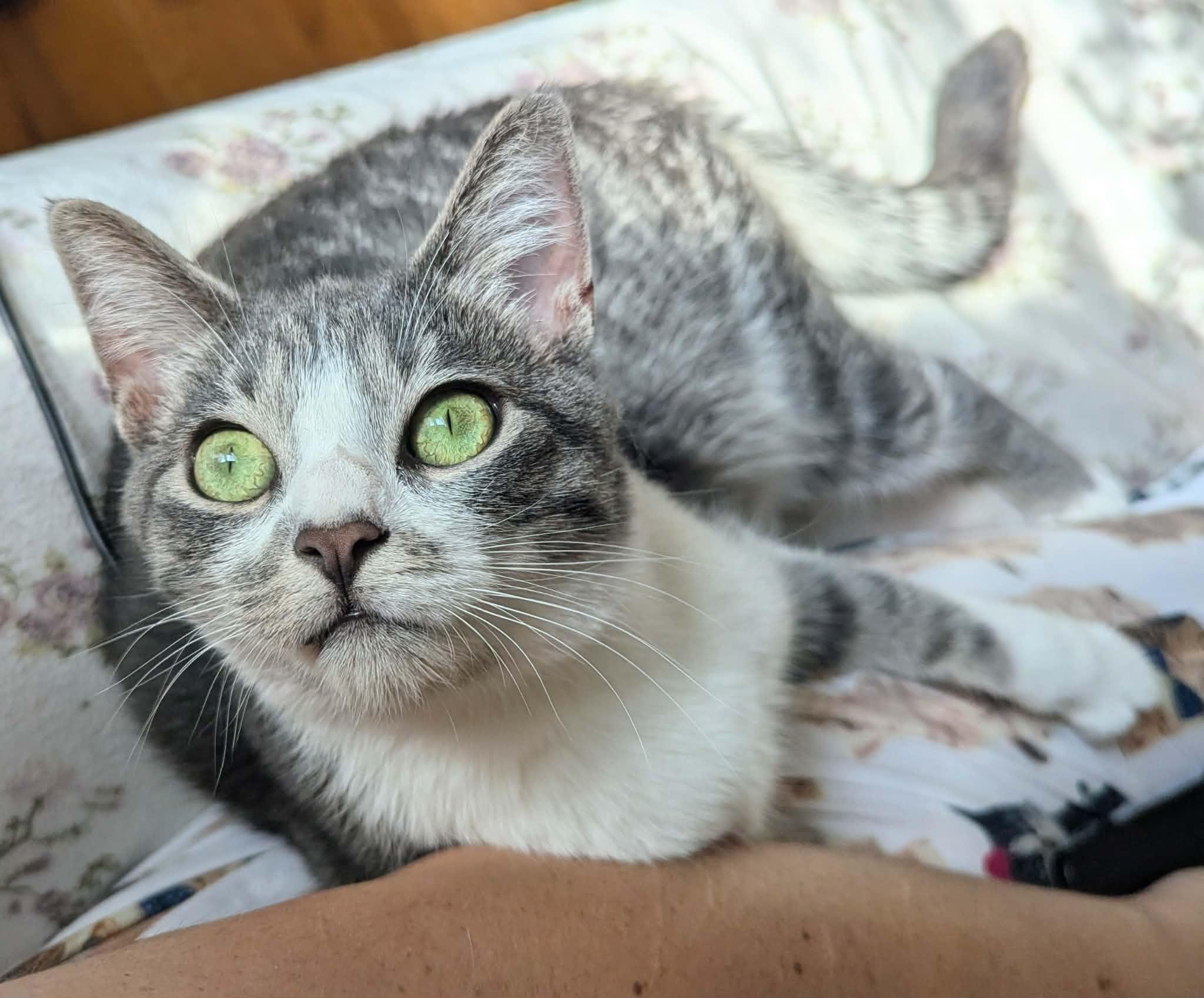 Arlo, an adoptable Domestic Short Hair in Little Falls, MN image 3/6