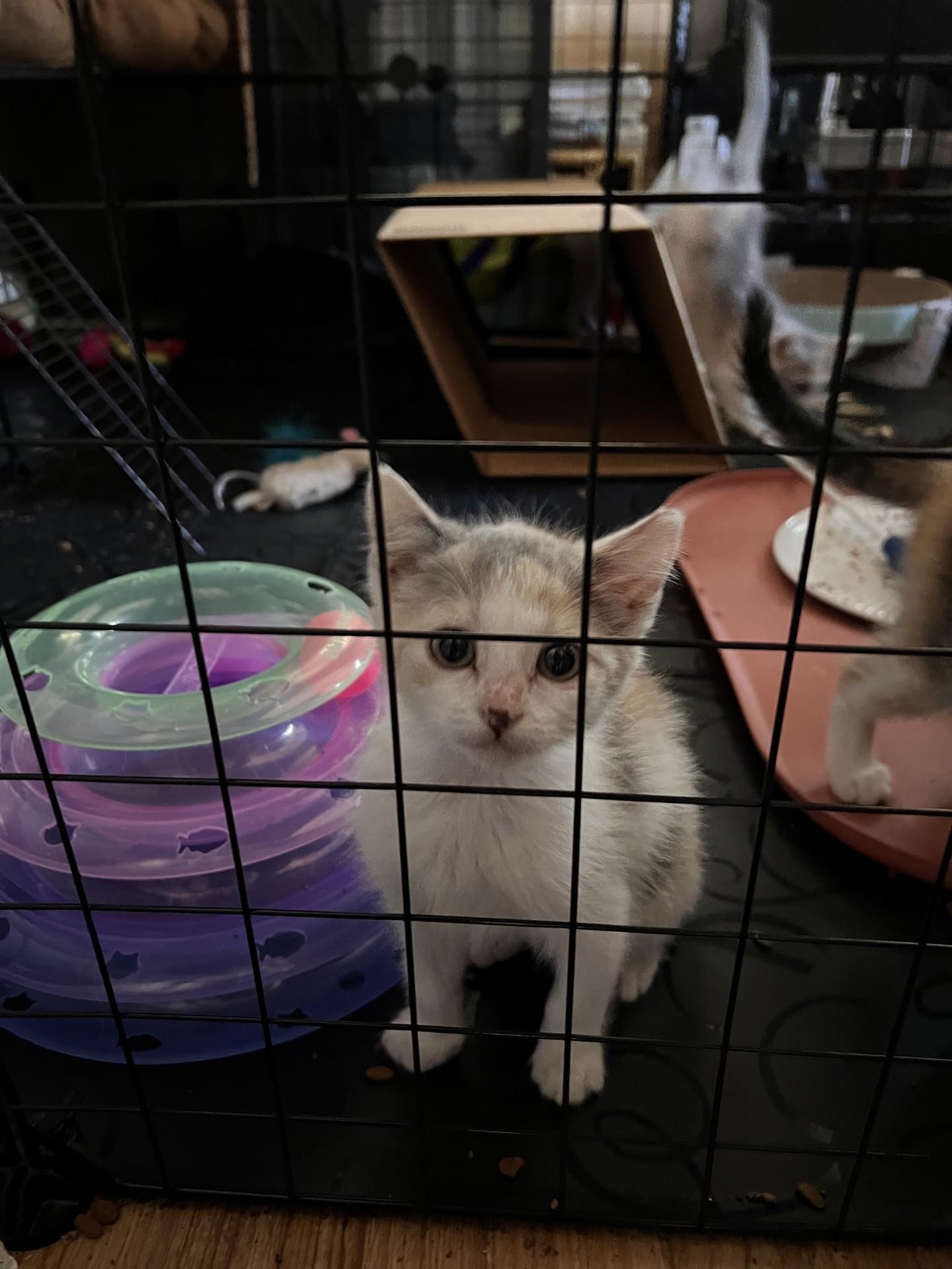Shortbread, a Adoptable Domestic Medium Hair in Reno, NV image 2/4