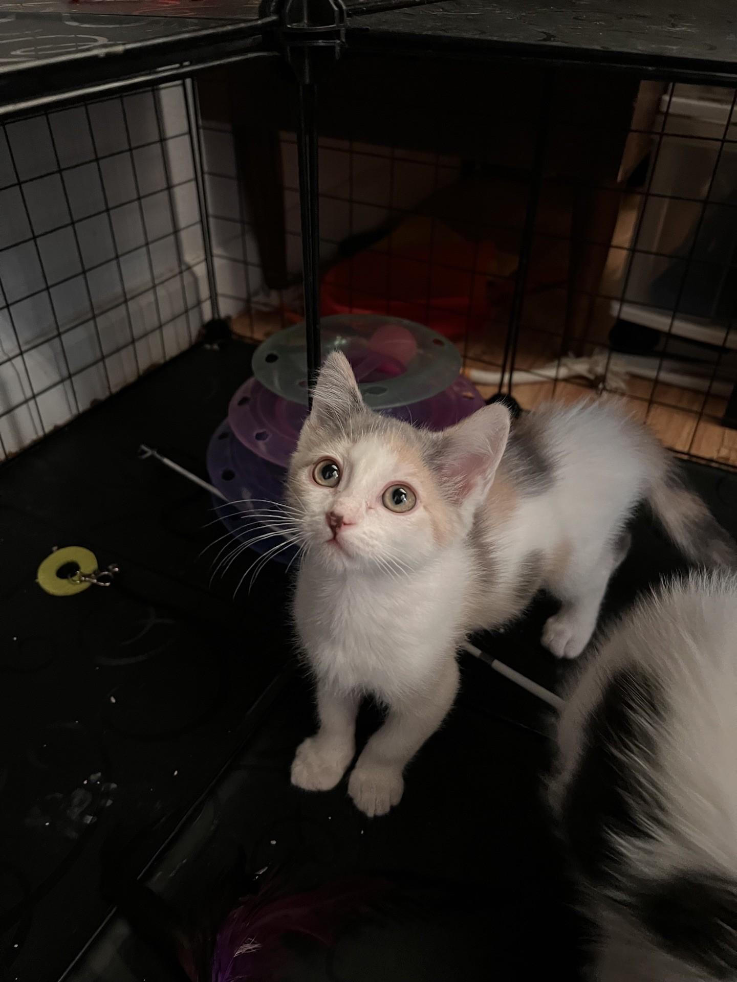 Shortbread, a Adoptable Domestic Medium Hair in Reno, NV image 3/4