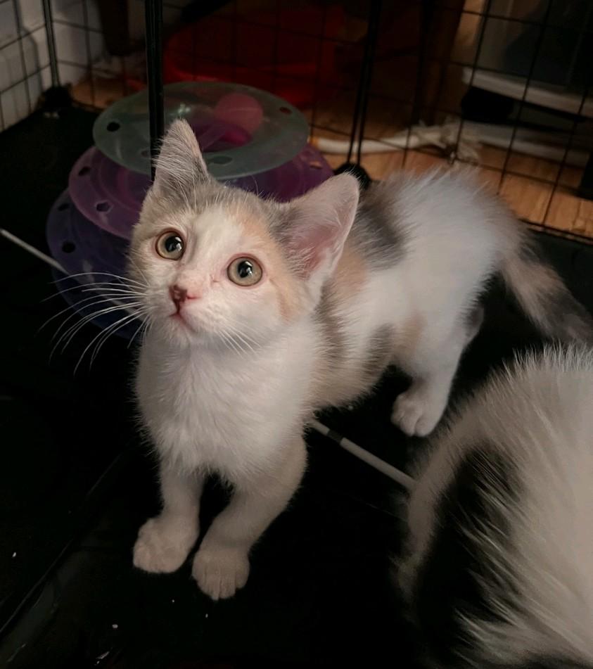 Shortbread, a Adoptable Domestic Medium Hair in Reno, NV image 1/4