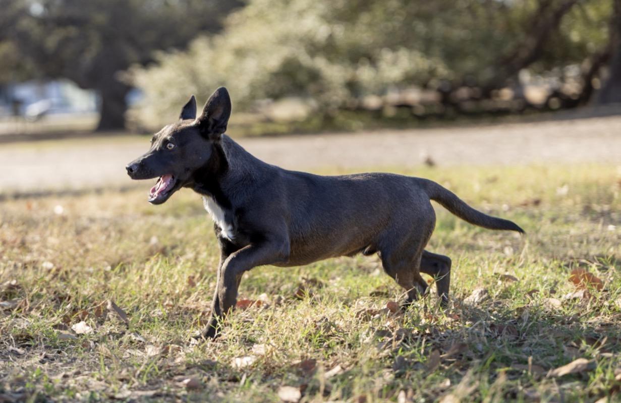 Enlarge Jinu, a Adoptable mixed breed in Little Rock , AR image 2/4