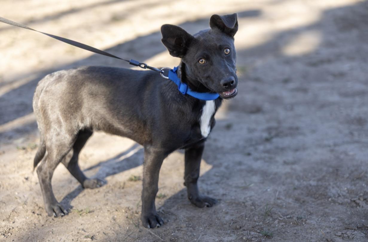 Enlarge Jinu, a Adoptable mixed breed in Little Rock , AR image 1/4