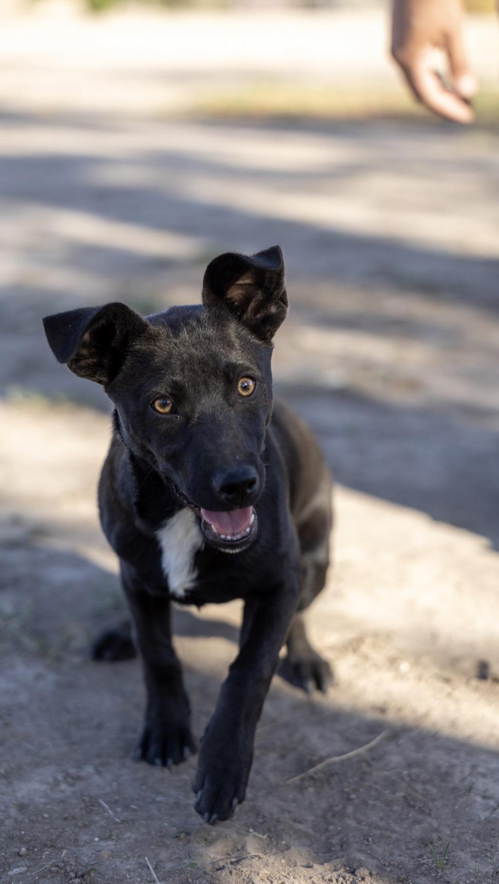 Enlarge Jinu, a Adoptable mixed breed in Little Rock , AR image 3/4