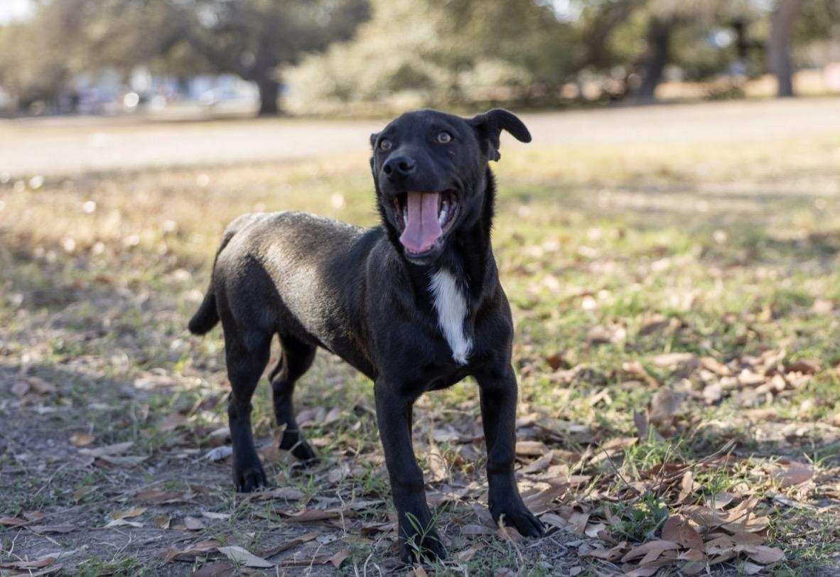Enlarge Jinu, a Adoptable mixed breed in Little Rock , AR image 4/4