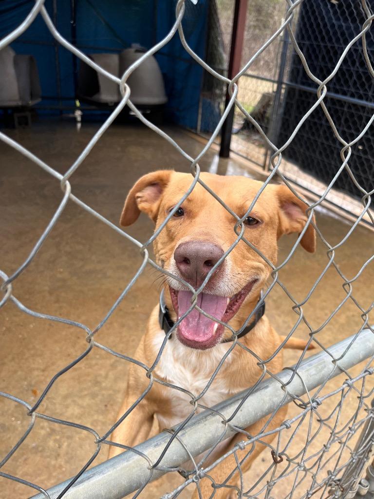 Enlarge Bart, a Adoptable Terrier in Ruston, LA image 1/1