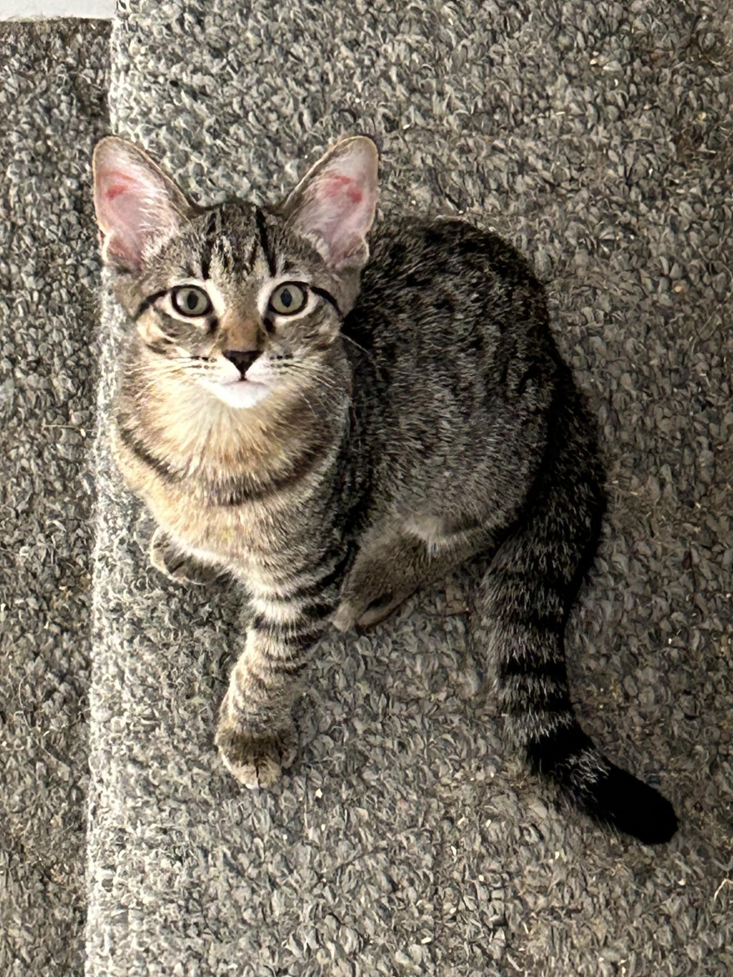 Maitake, Adoptable, Kitten Female Domestic Short Hair.