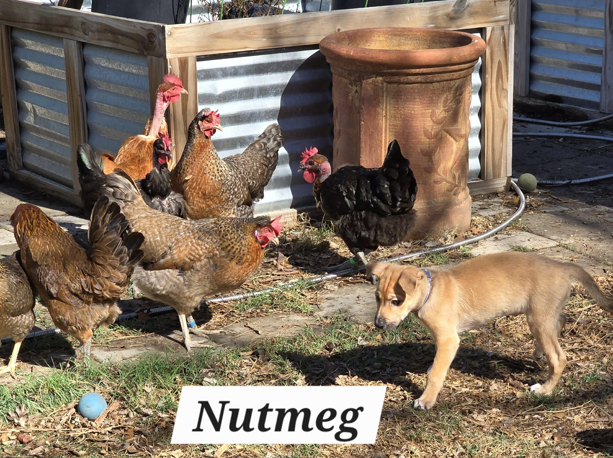 Nutmeg JA
