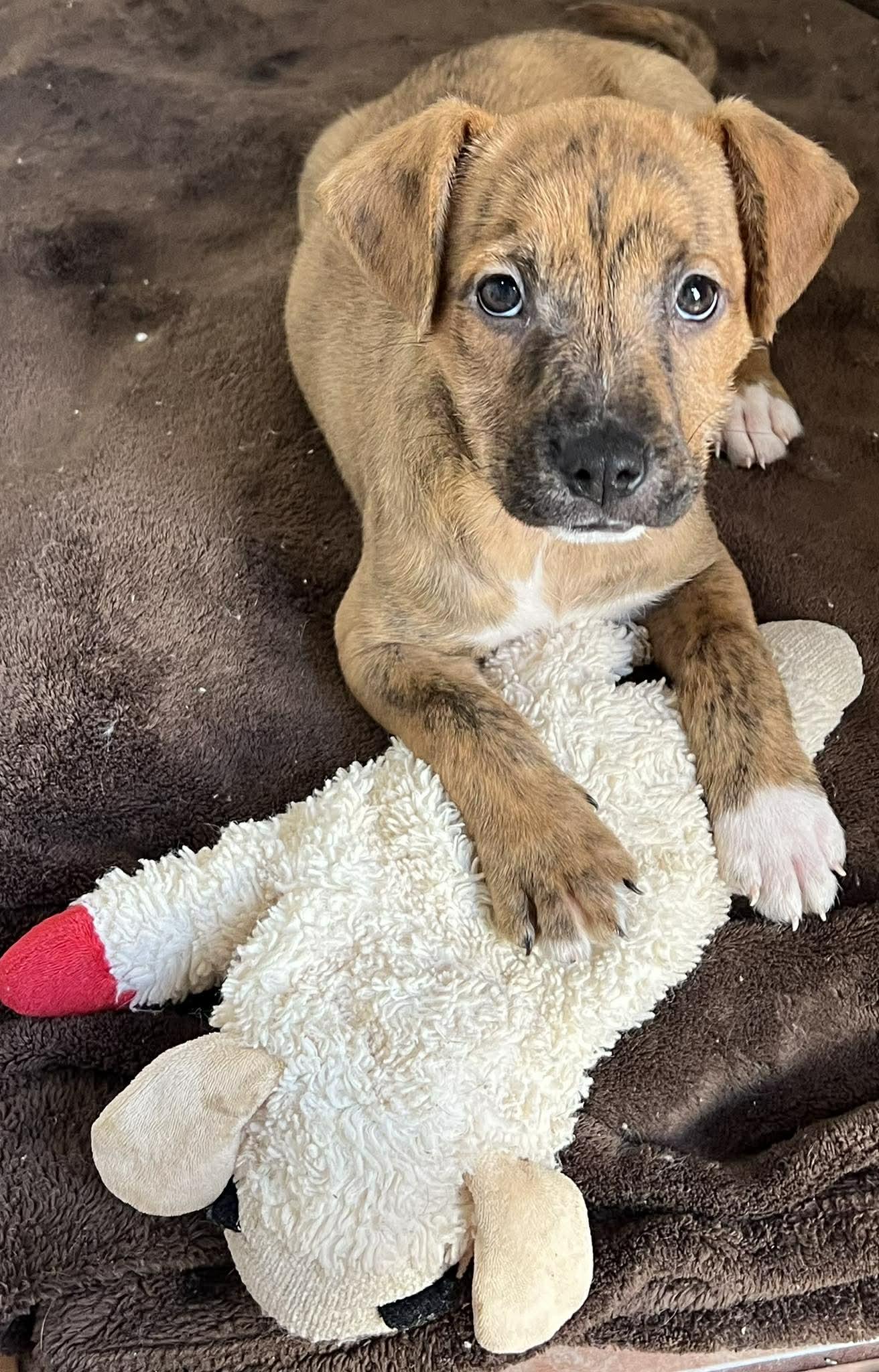 Enlarge Rio, a ADOPTABLE mixed breed in Carlsbad, CA image 3/3