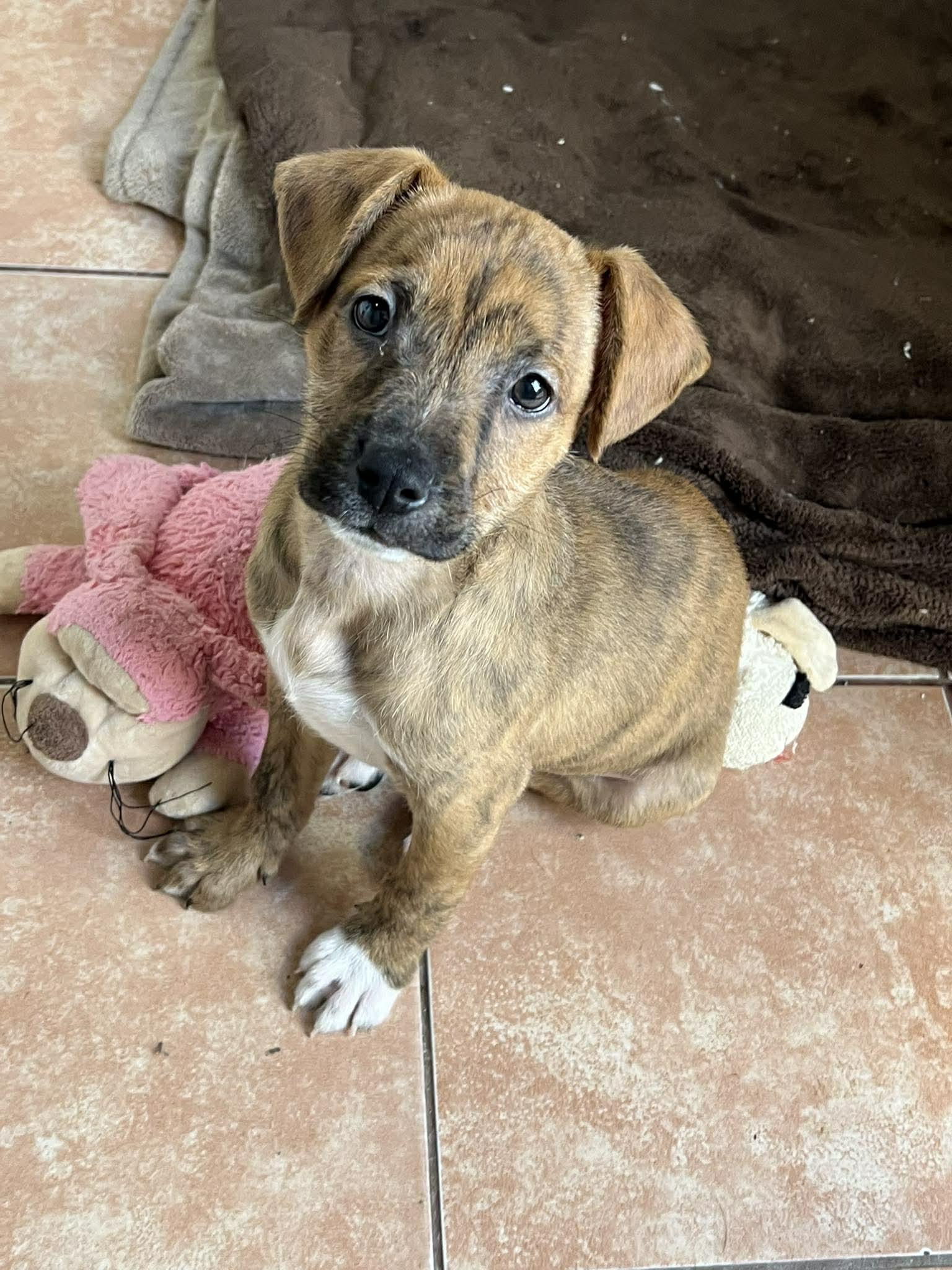 Enlarge Rio, a ADOPTABLE mixed breed in Carlsbad, CA image 2/3