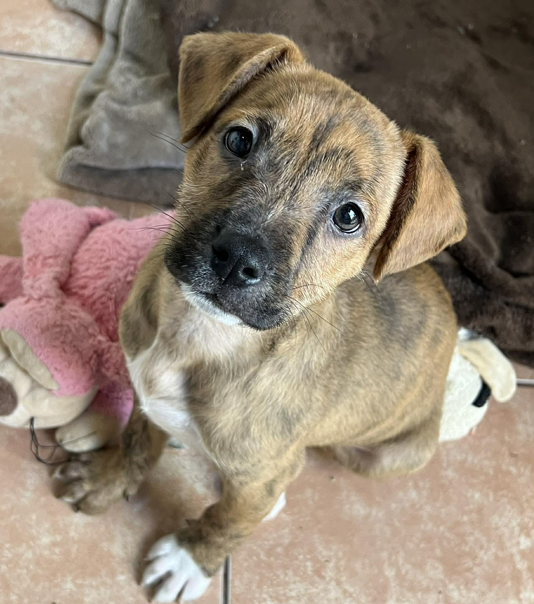 Rio, ADOPTABLE, Puppy Male Terrier & Boxer.