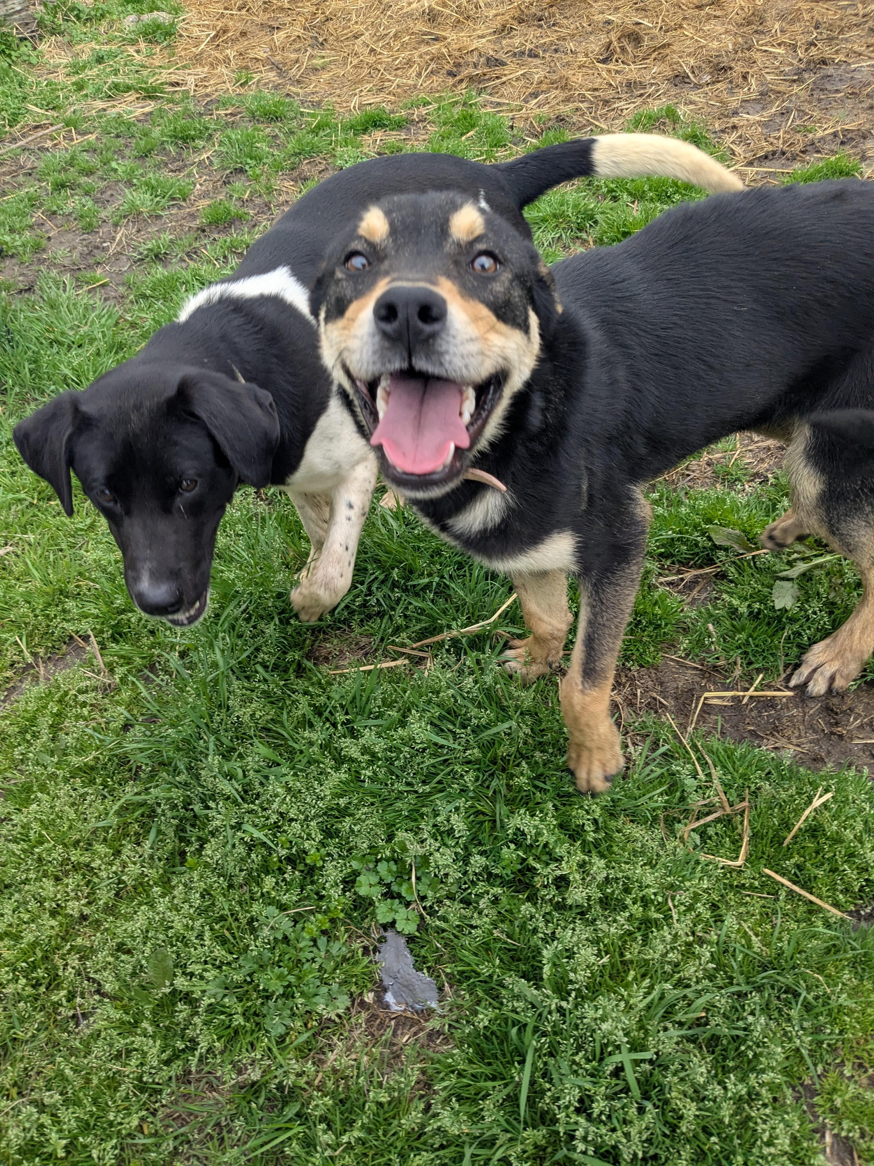 Enlarge Gabby, a Adoptable mixed breed in Manchester, NH image 6/6
