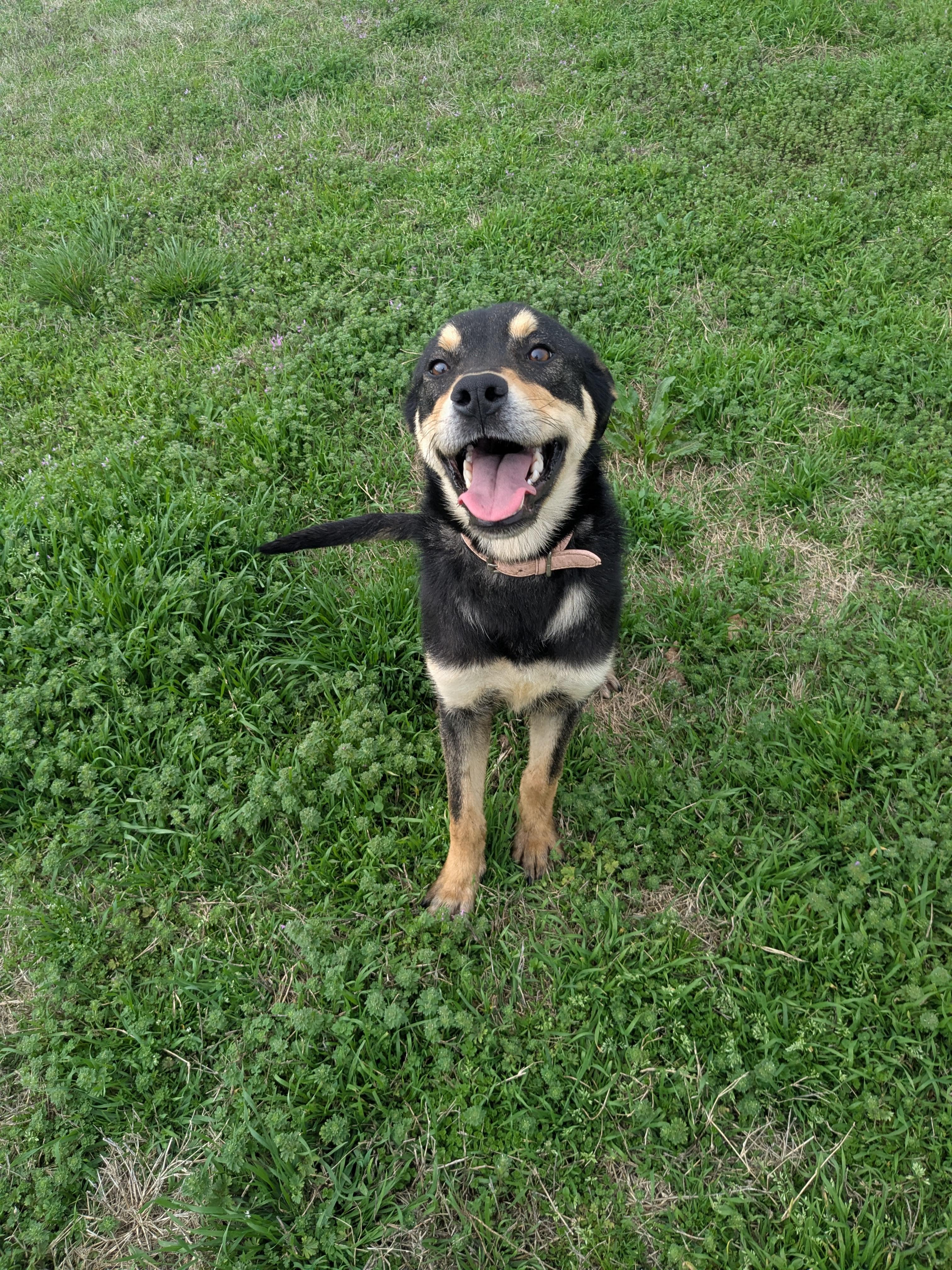 Enlarge Gabby, a Adoptable mixed breed in Manchester, NH image 3/6