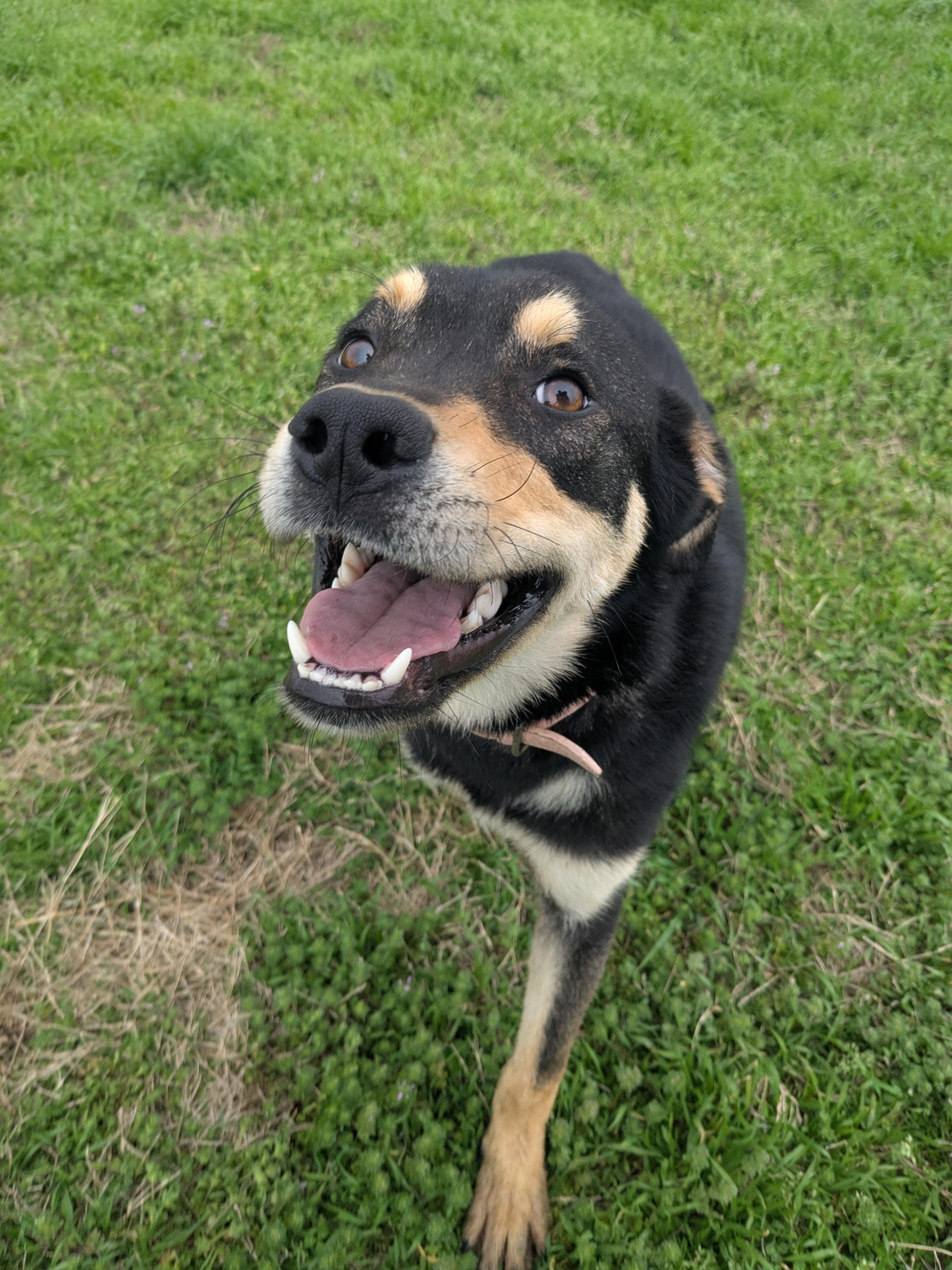 Enlarge Gabby, a Adoptable mixed breed in Manchester, NH image 4/6