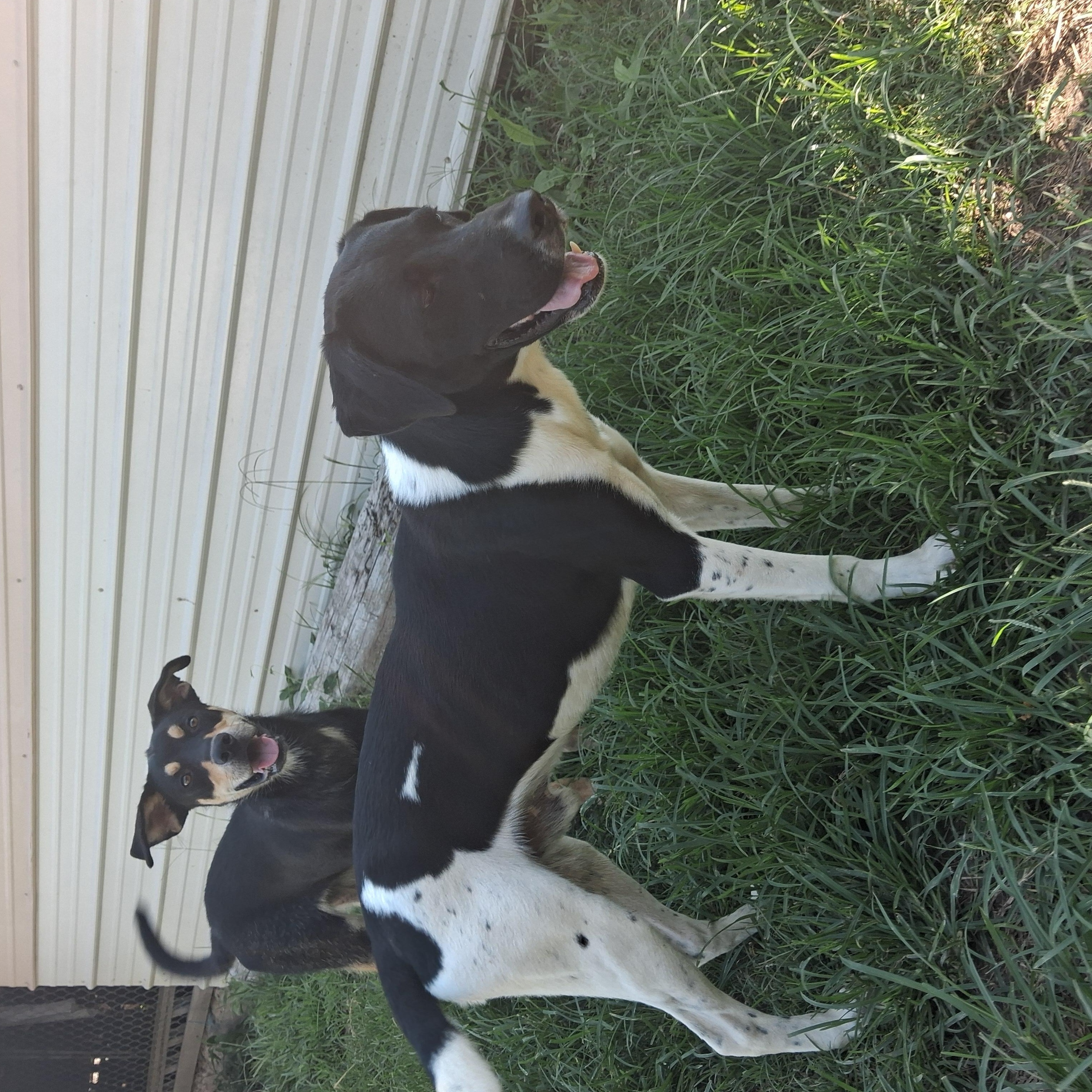 Enlarge Gabby, a Adoptable mixed breed in Manchester, NH image 2/6
