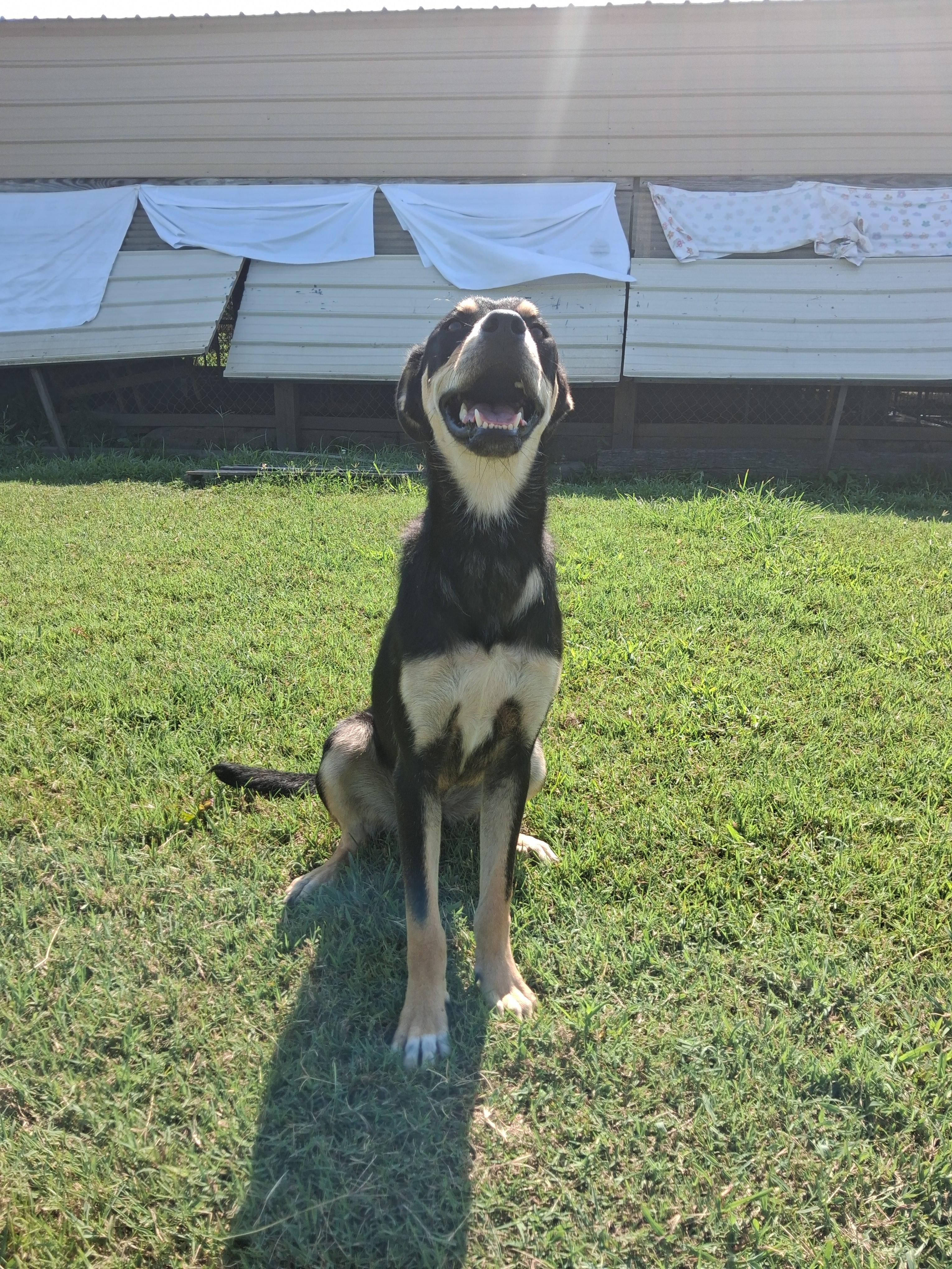 Gabby, Adoptable, Adult Female Rottweiler & Shepherd.