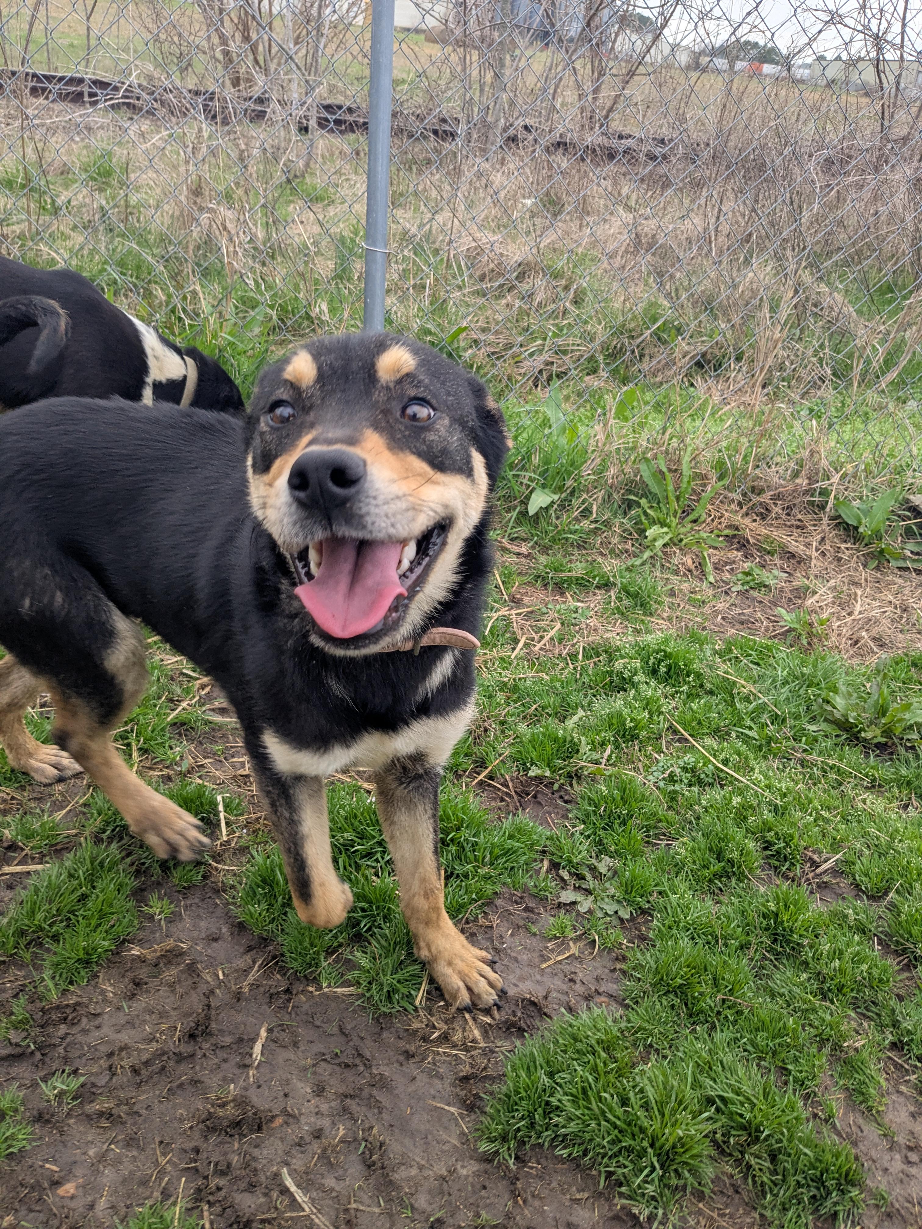 Enlarge Gabby, a Adoptable mixed breed in Manchester, NH image 5/6