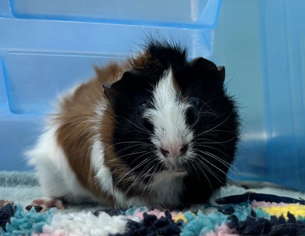 Oreo, Adoptable, Young Female Guinea Pig.