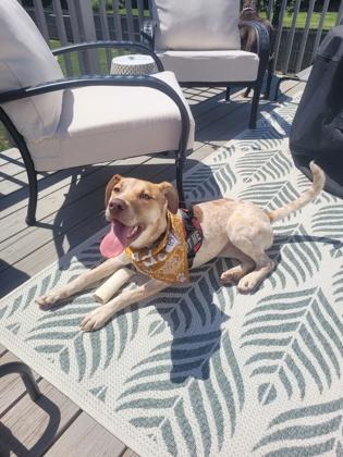 Rosie, Adoptable, Puppy Female Redbone Coonhound & Mixed Breed.