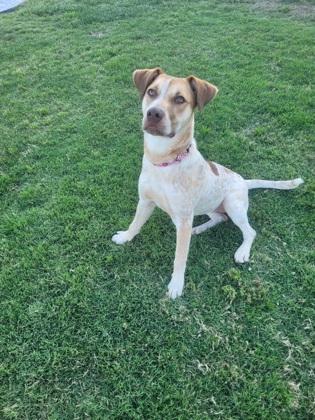 Enlarge Rosie, a Adoptable mixed breed in Cumming, GA image 3/3
