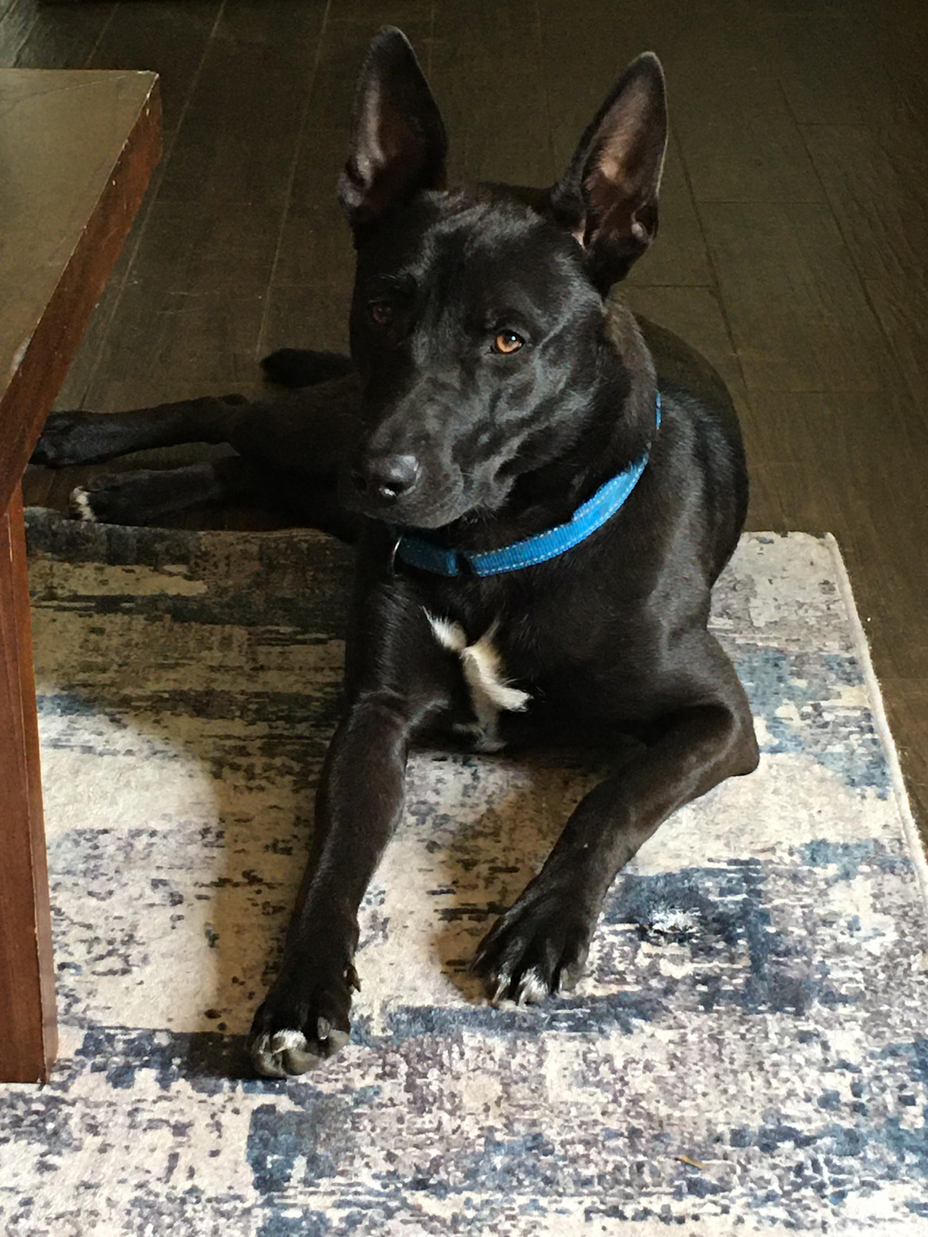 Midnight, Adopted, Young Male Dutch Shepherd & Belgian Shepherd / Malinois.